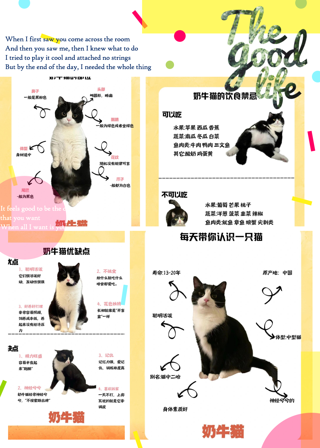 每日猫种介绍