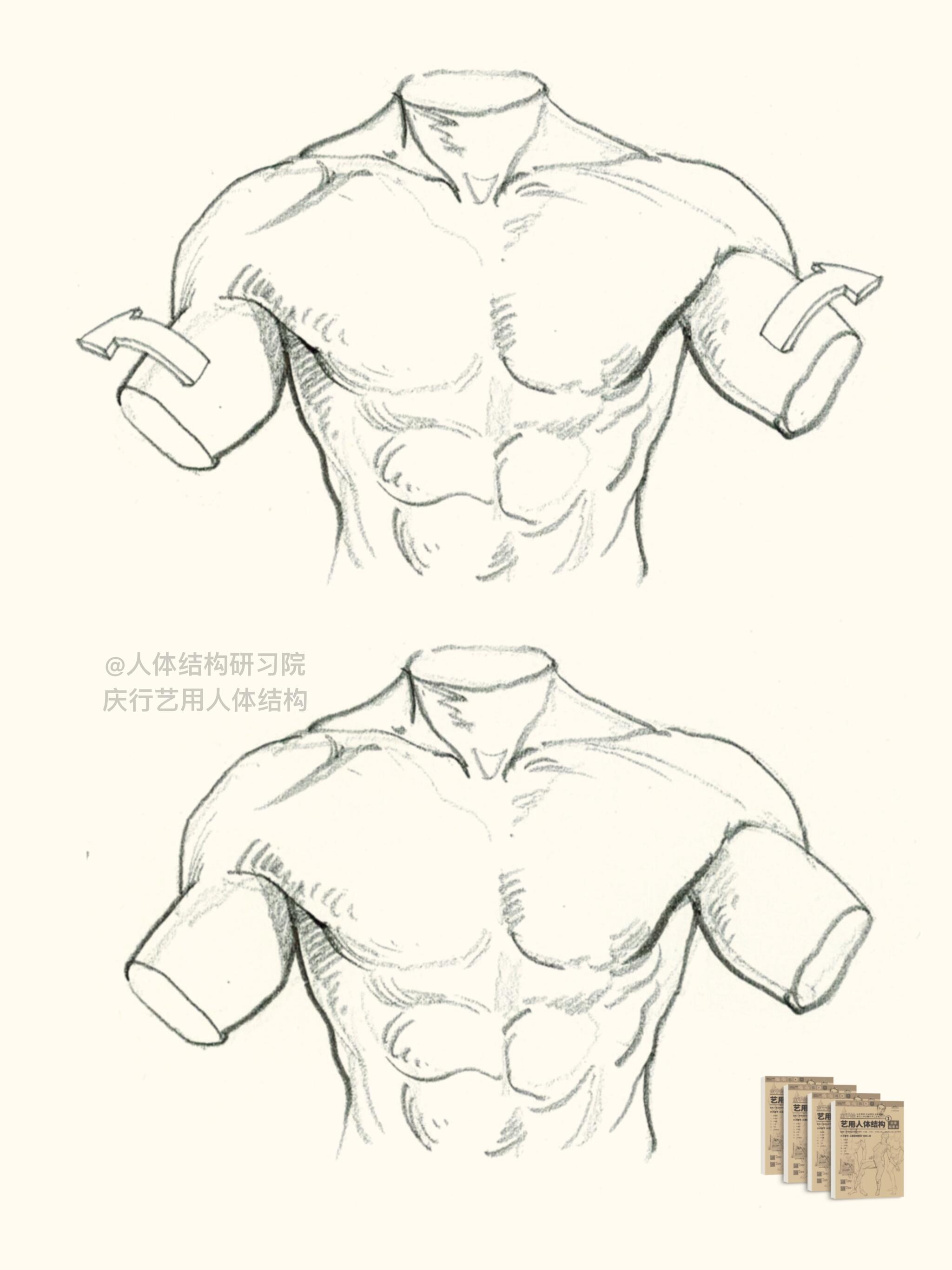 肩胸部运动|手臂外旋形态结构!