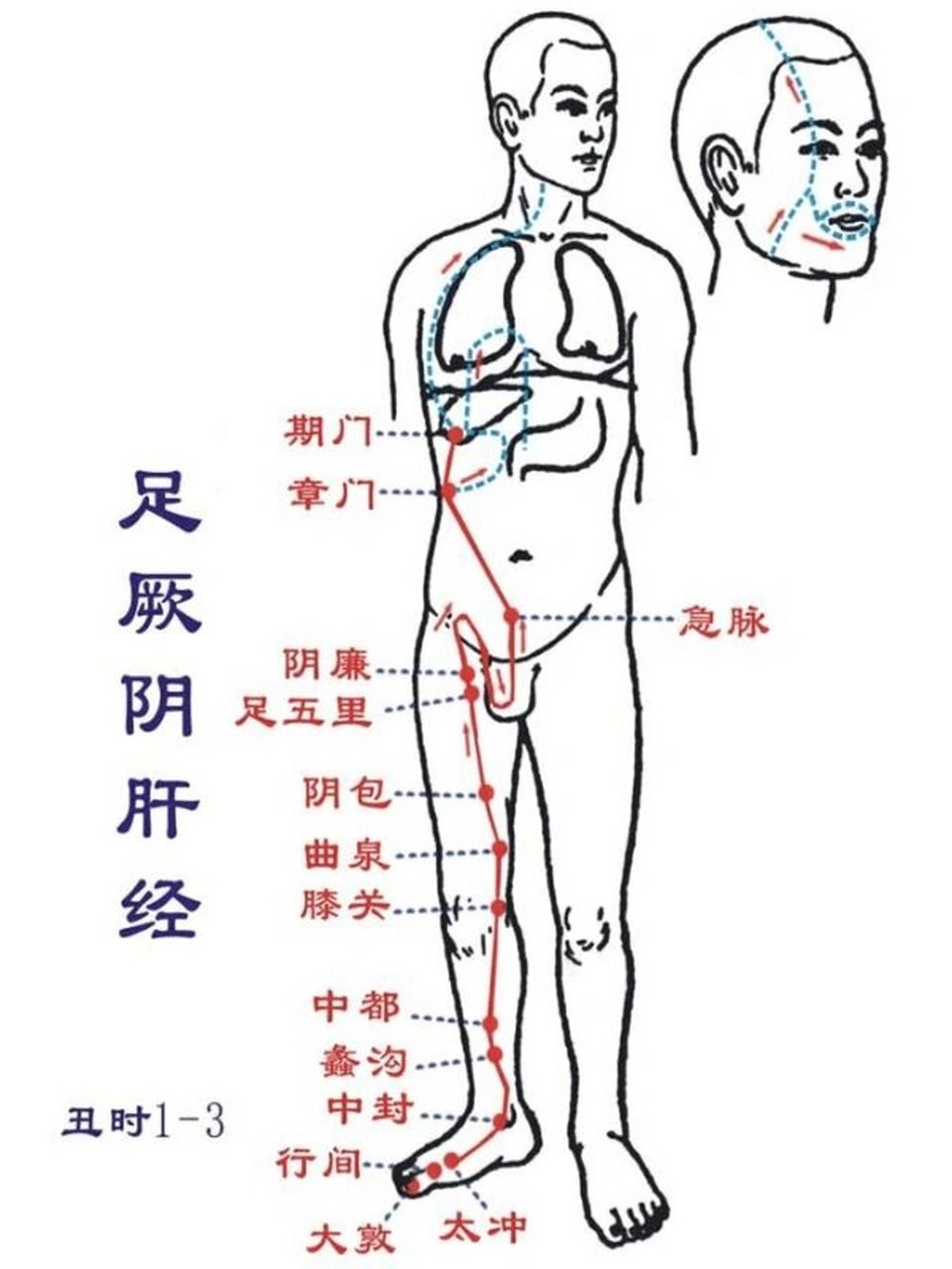 十二正经|足厥阴肝经穴位一 肝经从胸部期门穴至足部大敦穴,左右共28