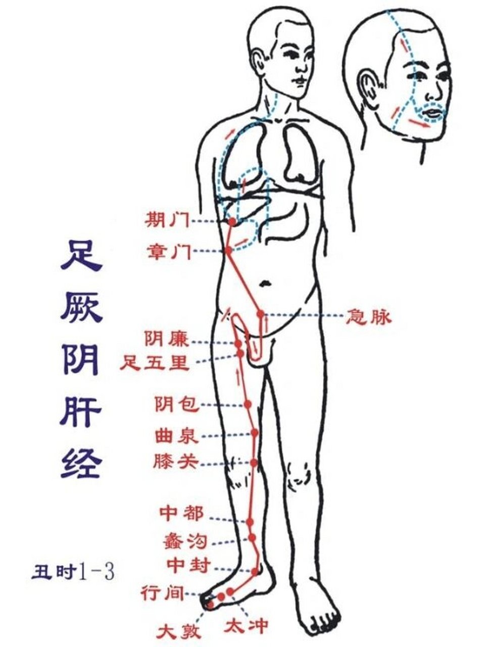 女性肝经经络图图片