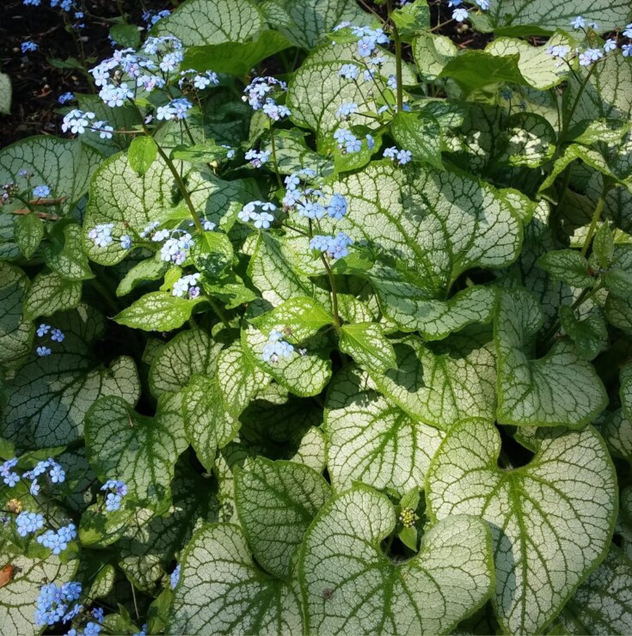 心叶牛舌草-点亮你的荫生花园93 95心叶牛舌草 很适合种于荫生