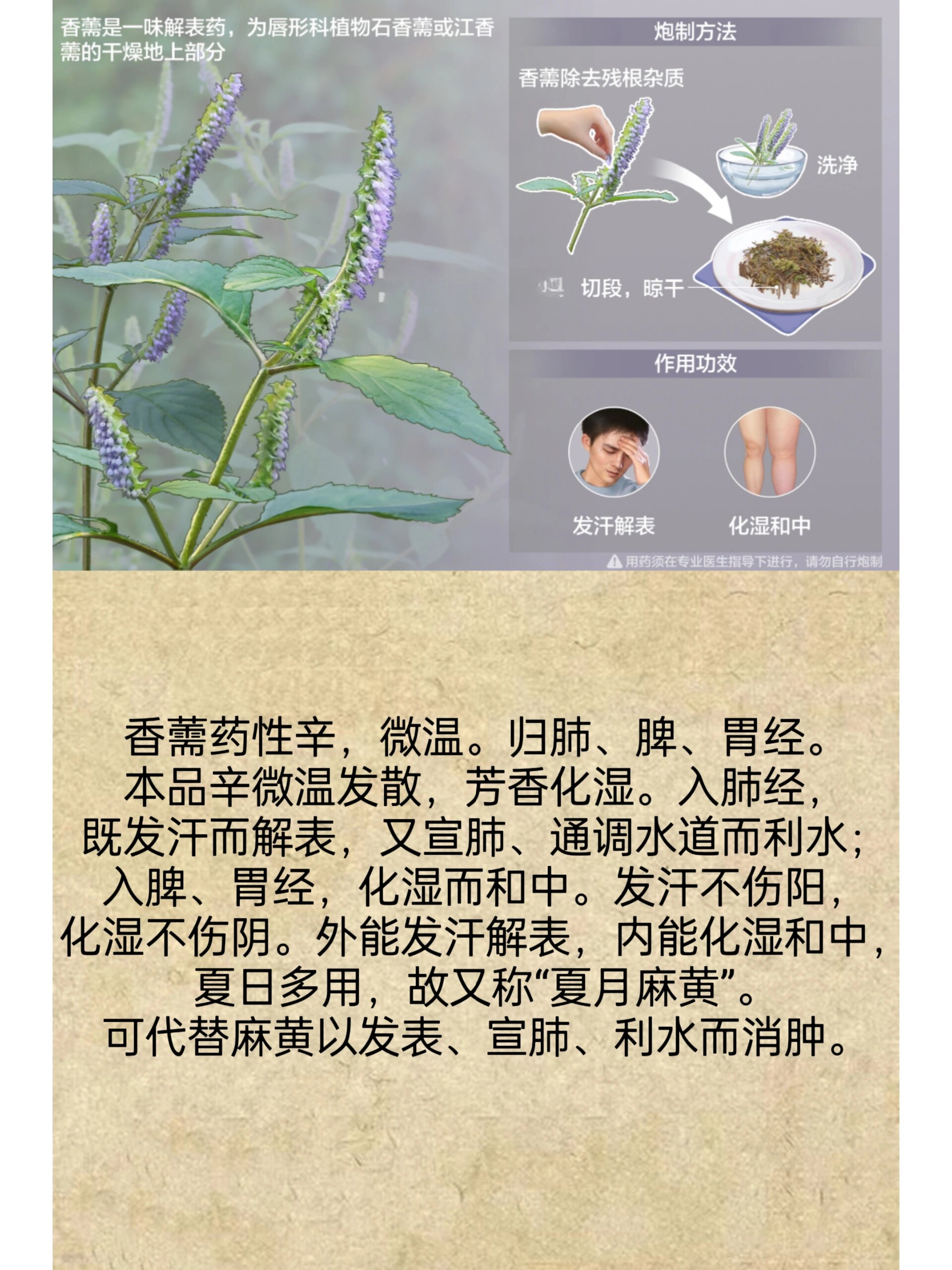 每天认识一味中药|香薷 别名:香茸,香茹草 《本草衍义补遗》:"香薷有