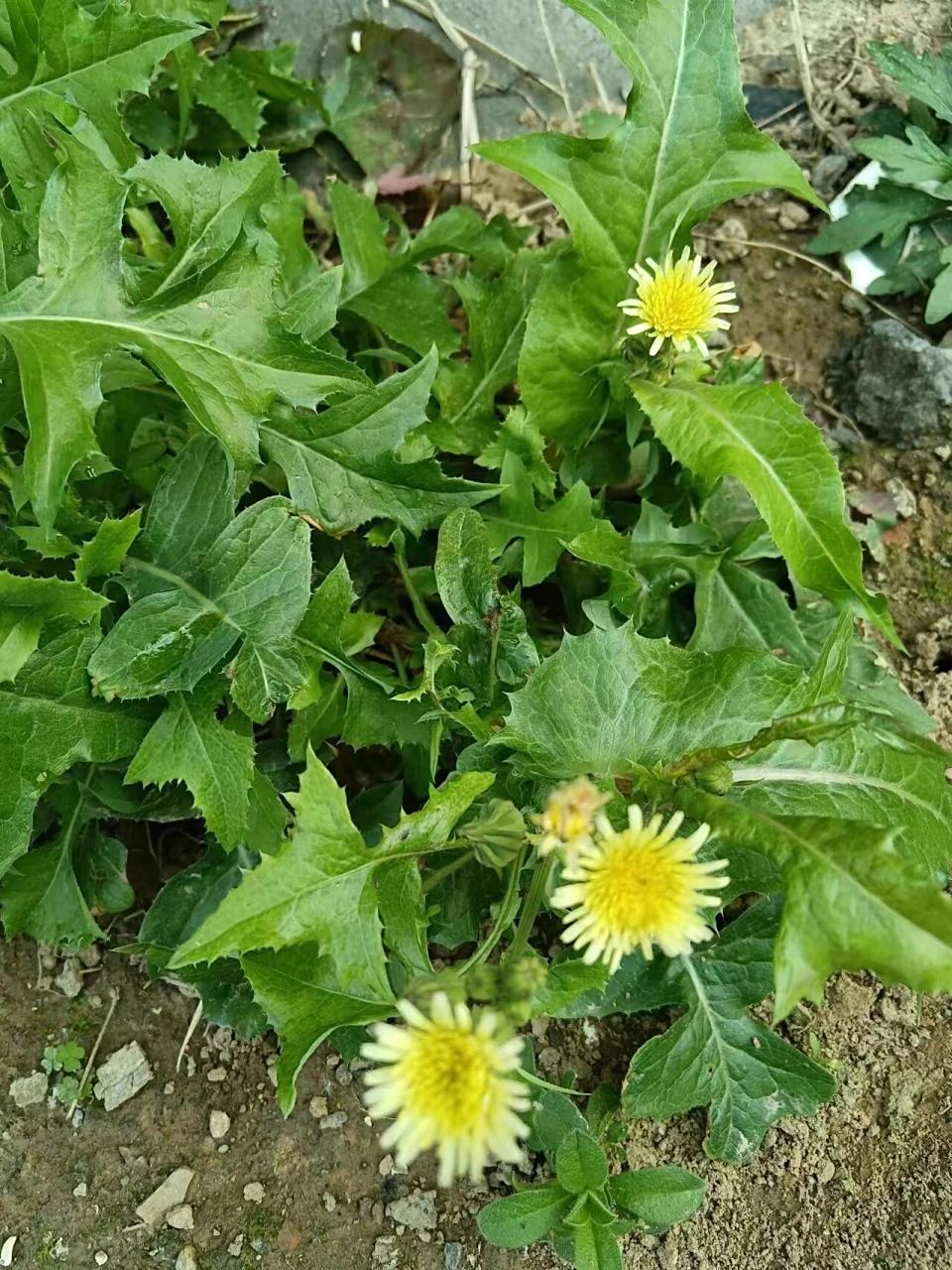 是一种春末到秋冬都开花,但许多人都等不及它开花,就急着食用的野菜