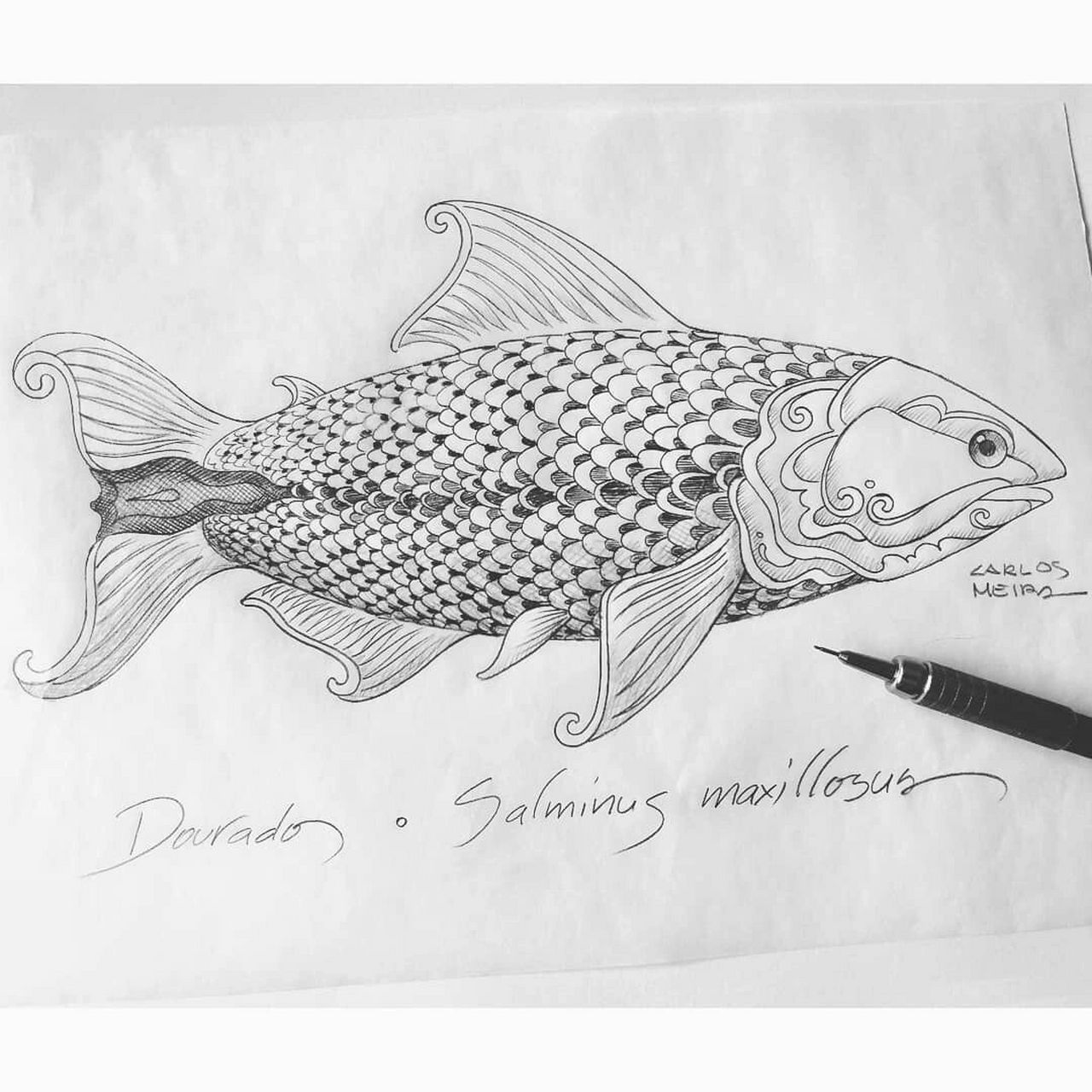 纸艺|纸浮雕:飞来一只鱼6015附手稿与步骤图6015 作品分享