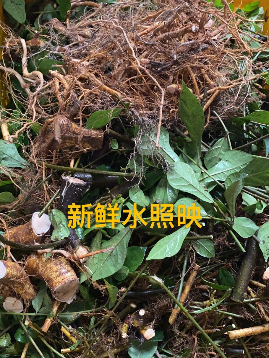 山蟛蜞水照影功效图片