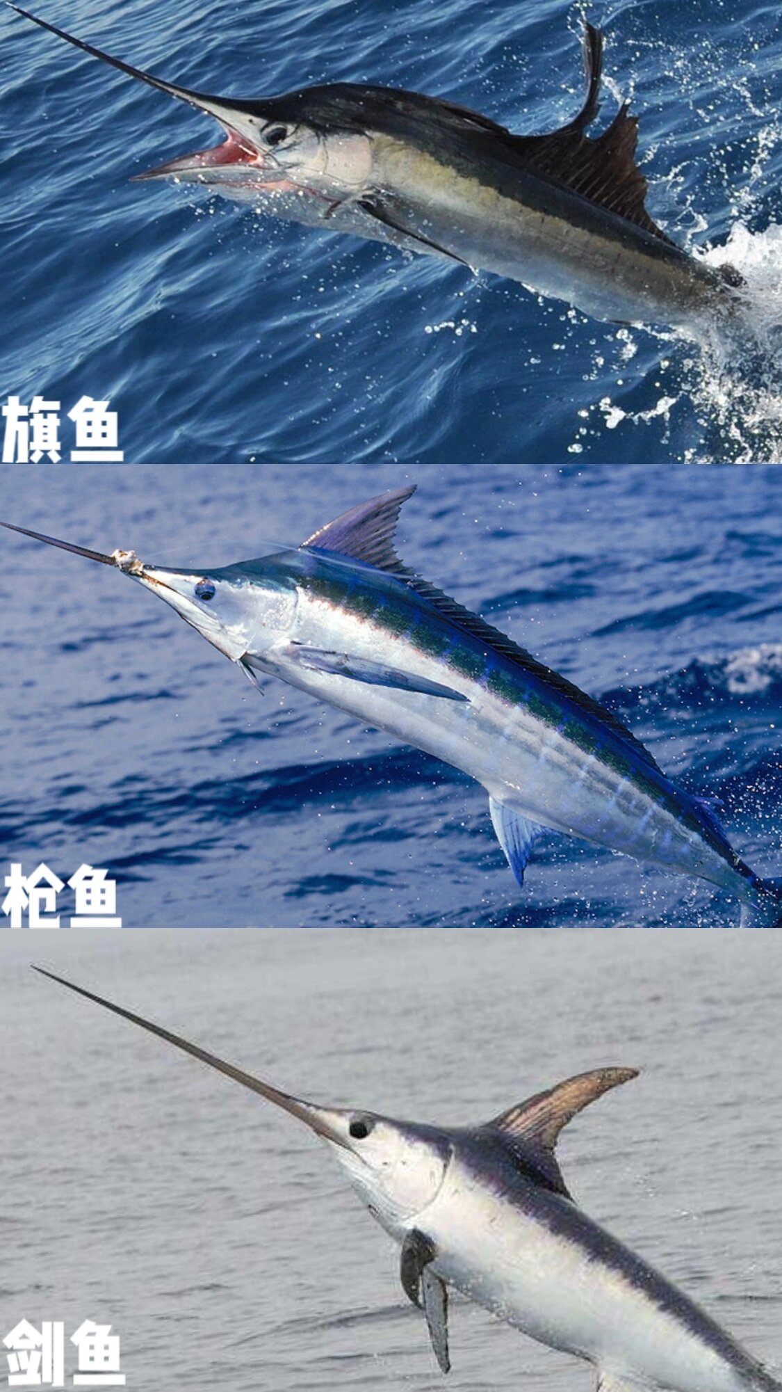 旗鱼超科基础篇 旗鱼,枪鱼,剑鱼的区分