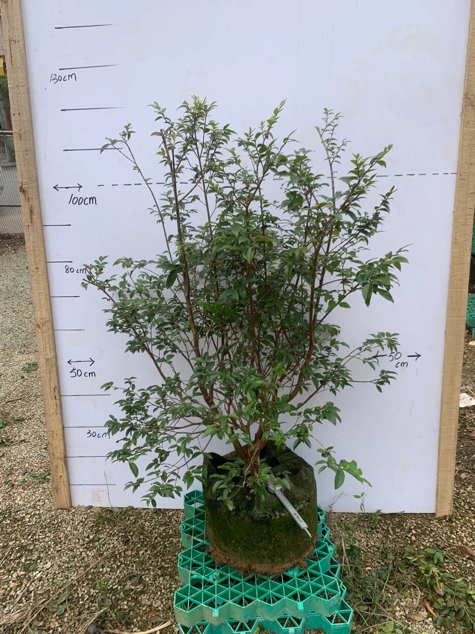 新新一批的带花沙巴嘉宝果树来了哦     矮矮矮的非常适合阳台种植