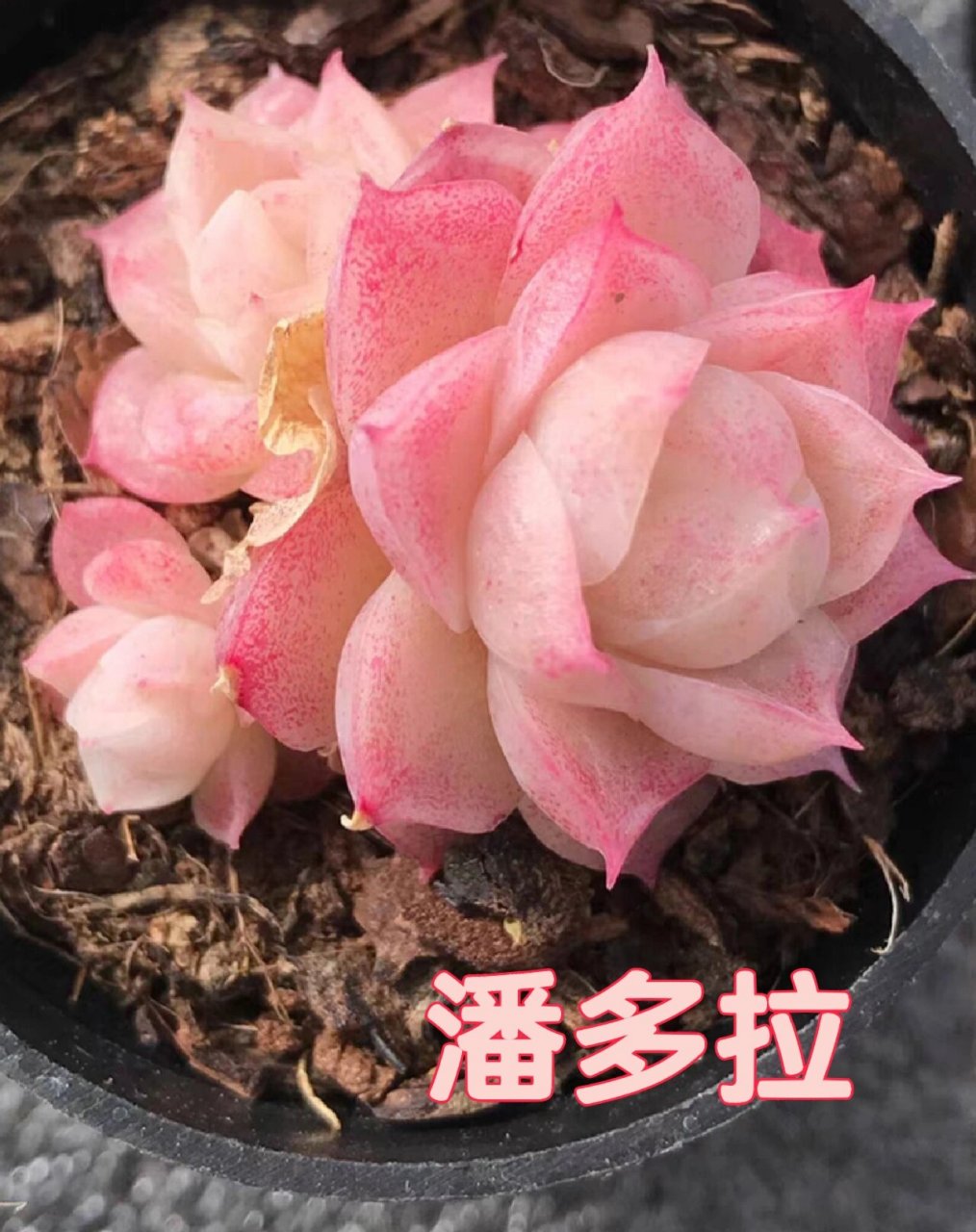 每天认识一种多肉9413496潘多拉女王 叶心像一个个花苞 美的像