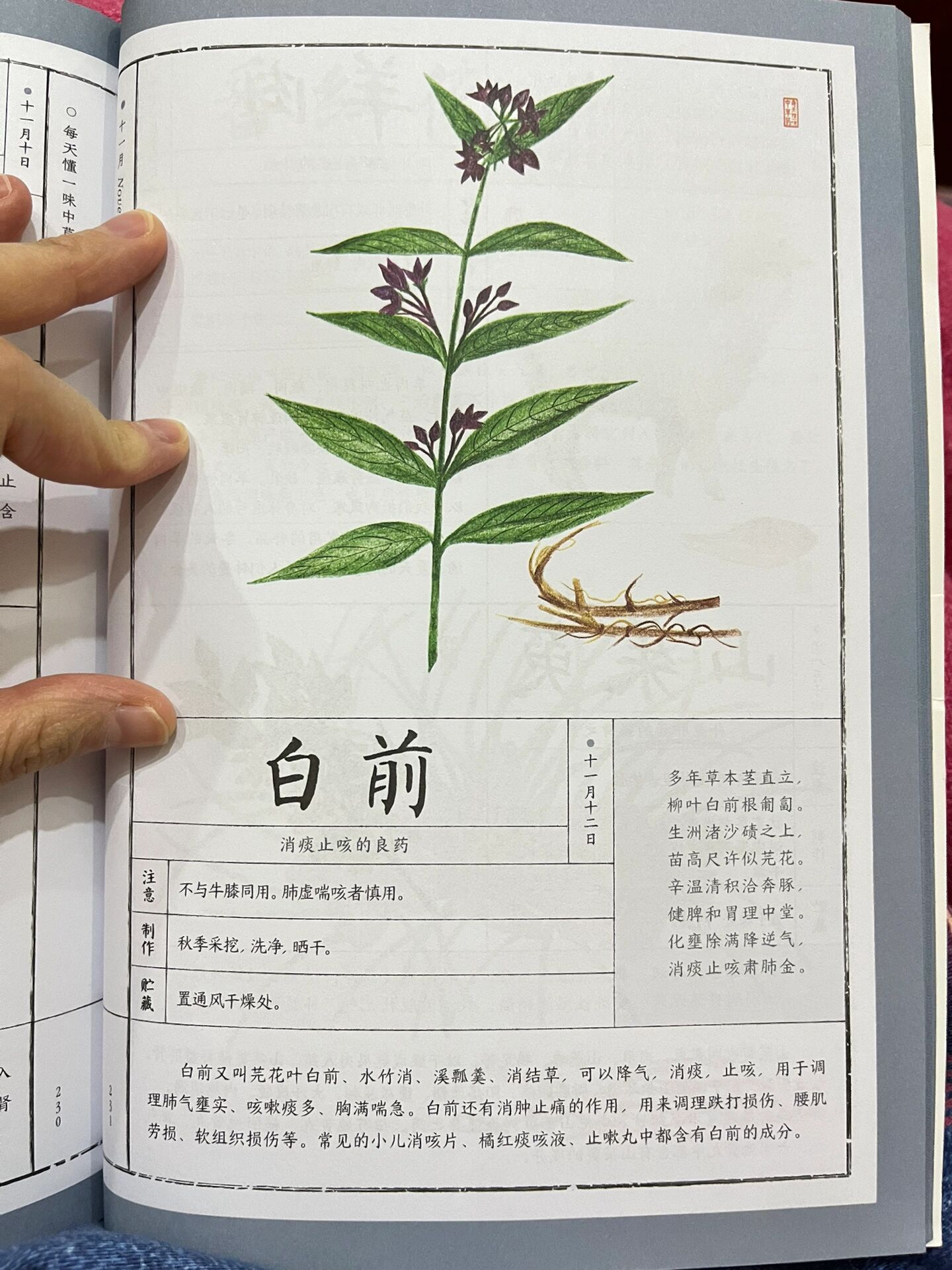 白前的功效与作用图片