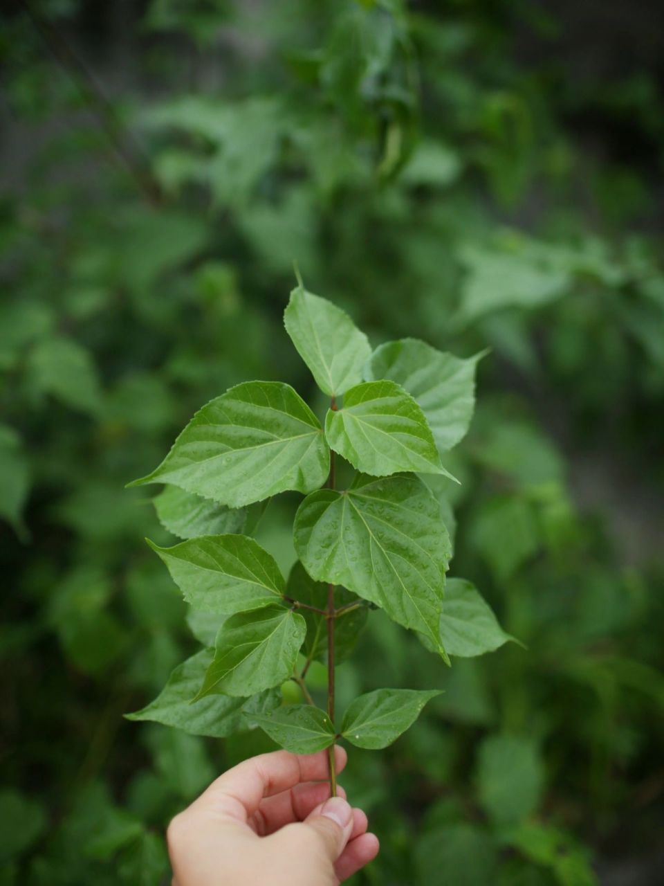 一种可以做豆腐的植物 在山上发现了神仙豆腐叶,我们小时候叫鸭屎叶