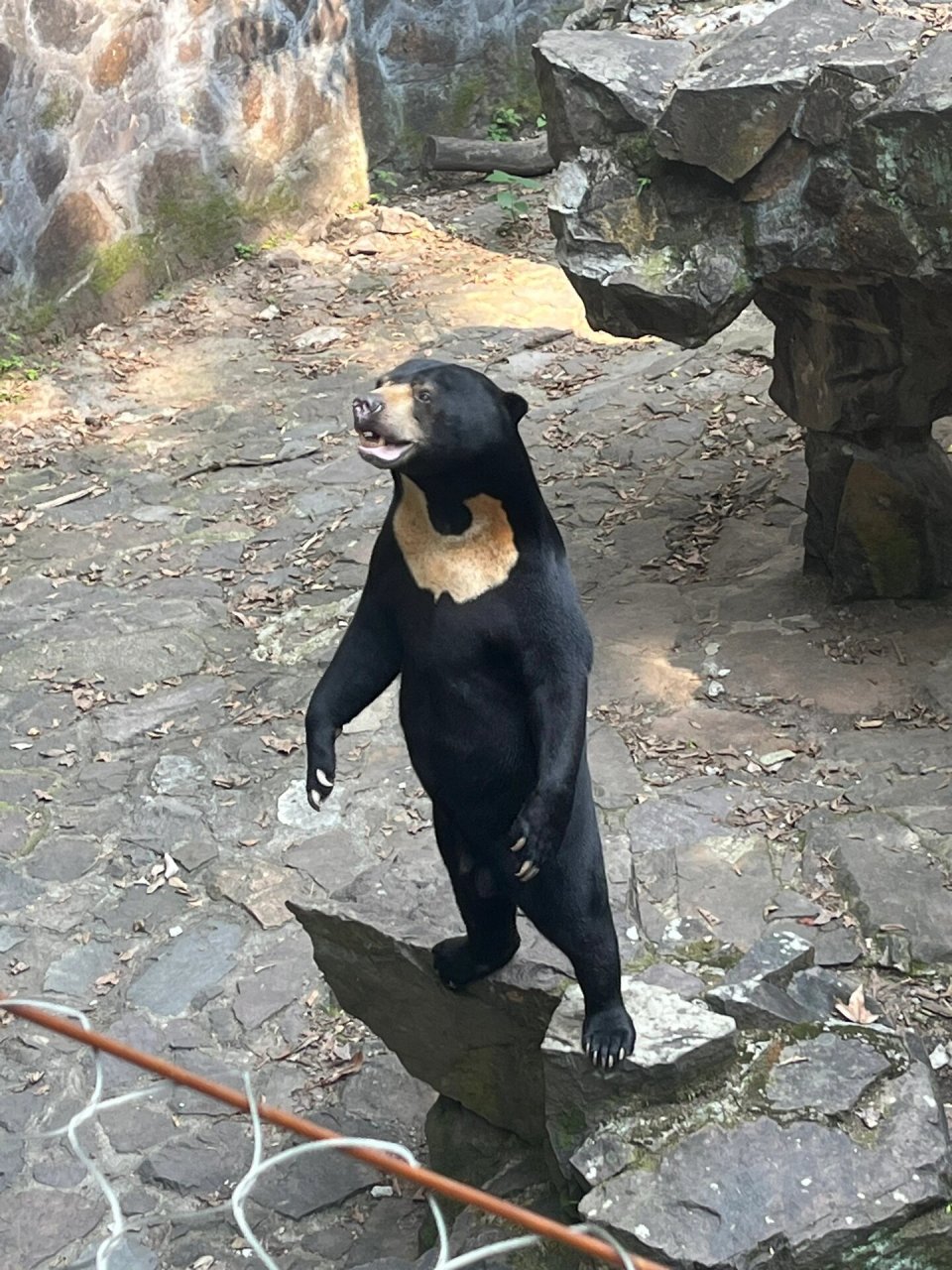 杭州动物园的网红熊 真得值得一看 特别可爱 特别搞笑 壮壮肥肥的