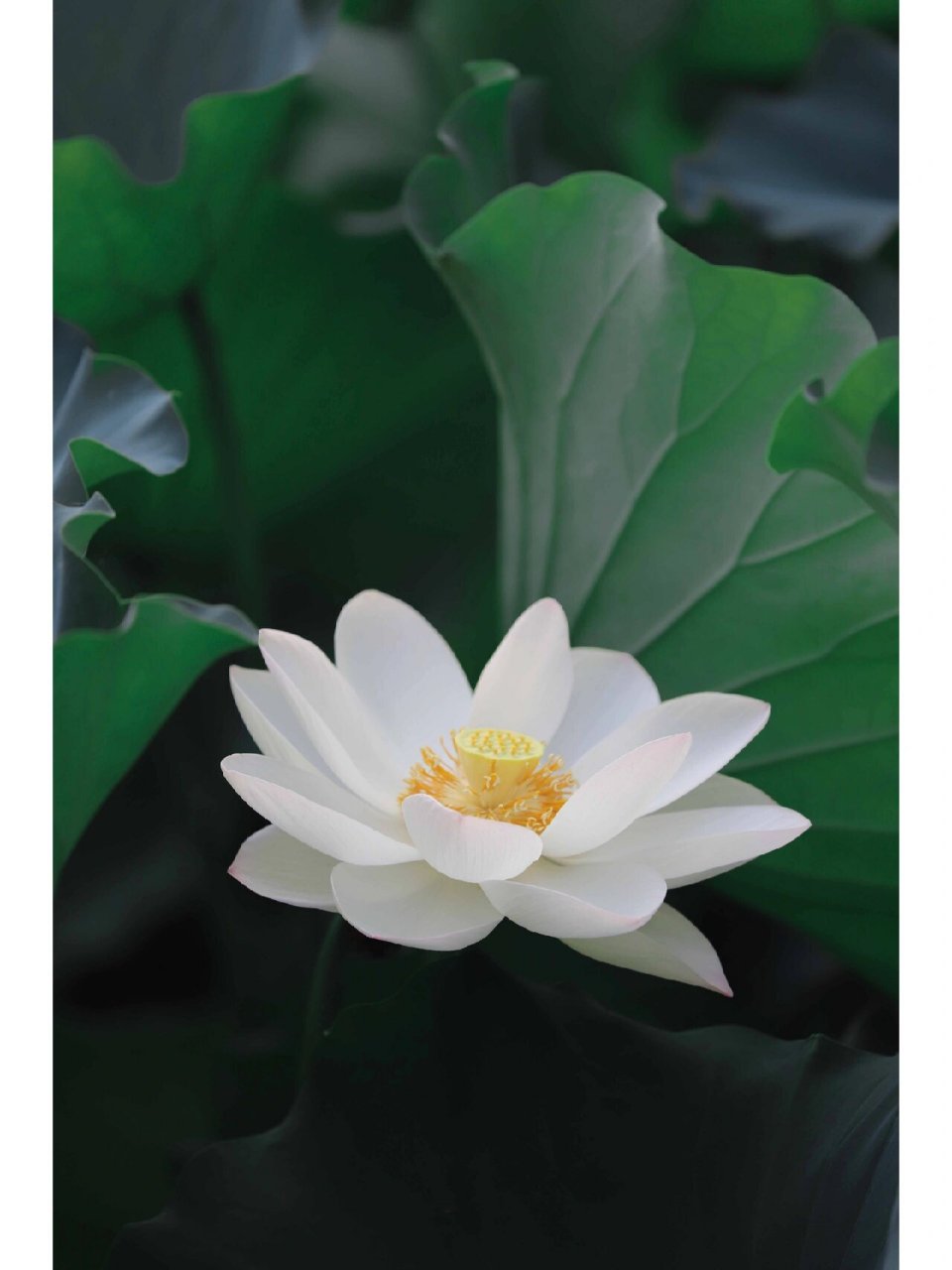 白荷花|古诗词里的花卉 白莲半菡未开时,看作红莲更不疑.