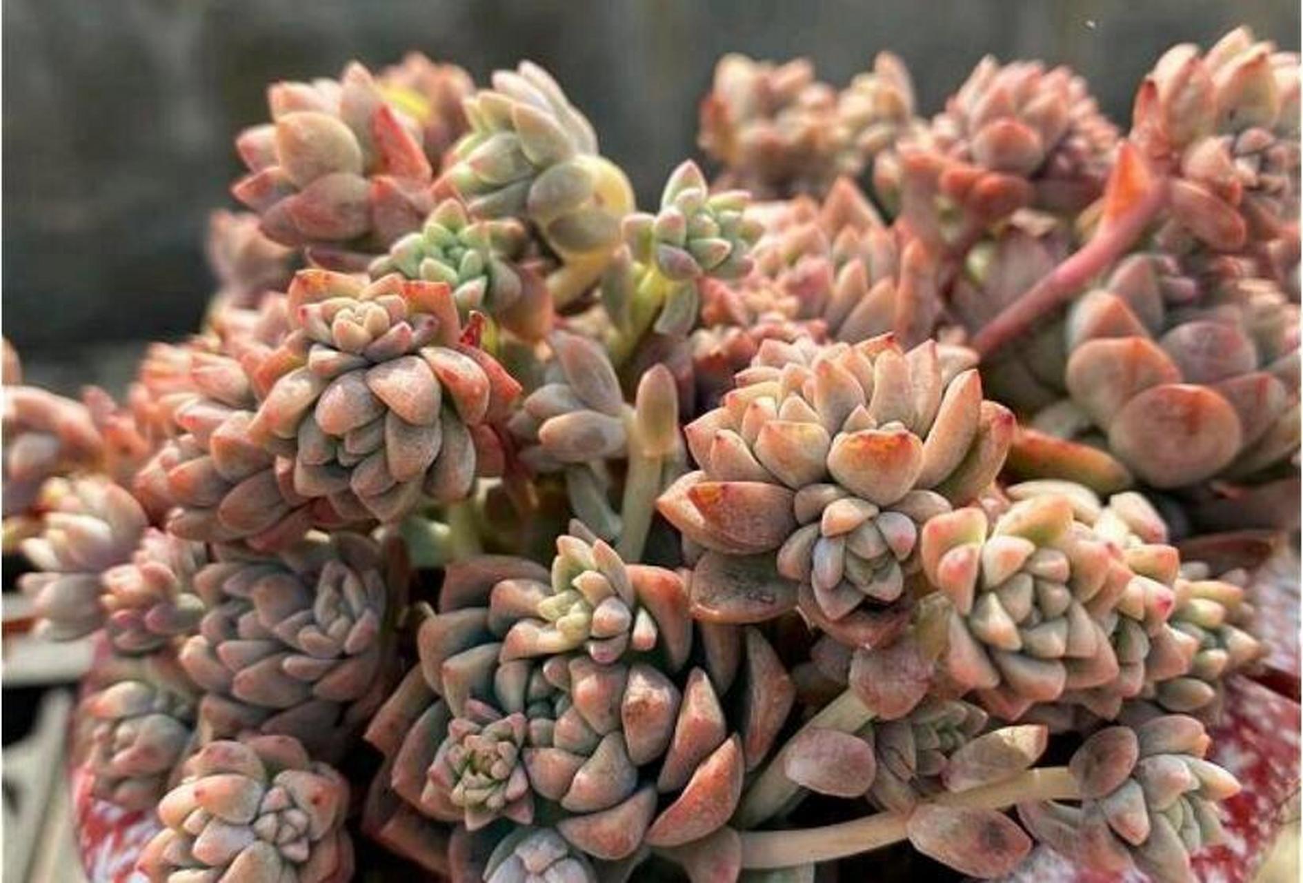 耶,粉蔓就是多肉中为数不多的带有香味的植物哦~ 粉蔓:景天科拟石