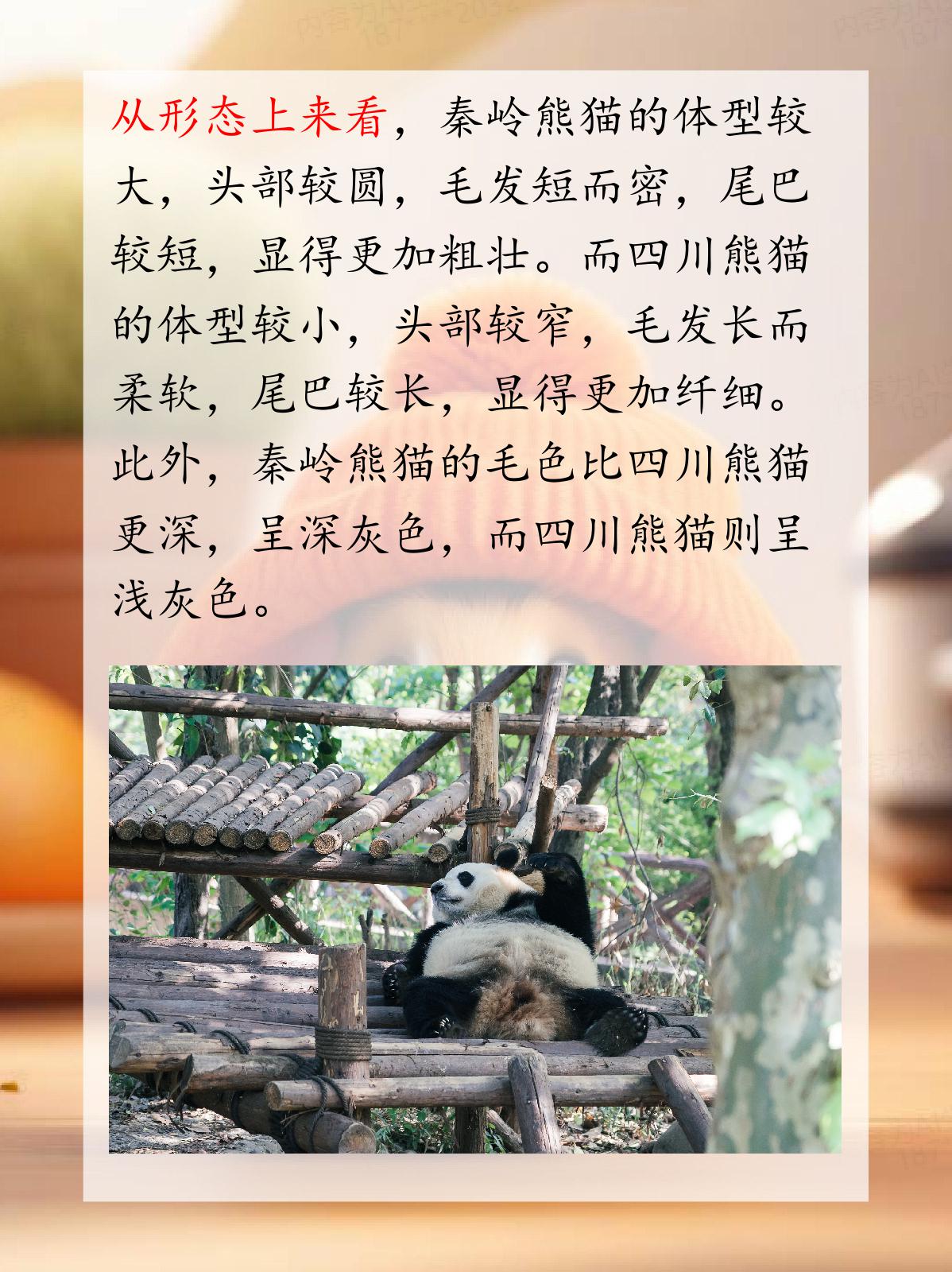 我认为虽然秦岭熊猫和四川熊猫都属于大熊猫的亚种,但它们在形态,生活
