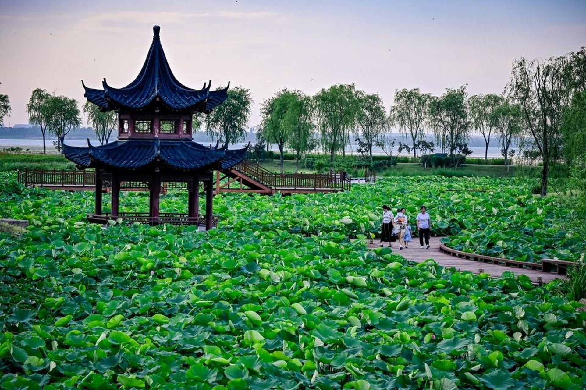 长治身边事6月17日,长治市漳泽湖湿地公园十里荷塘景区,翠绿的荷叶