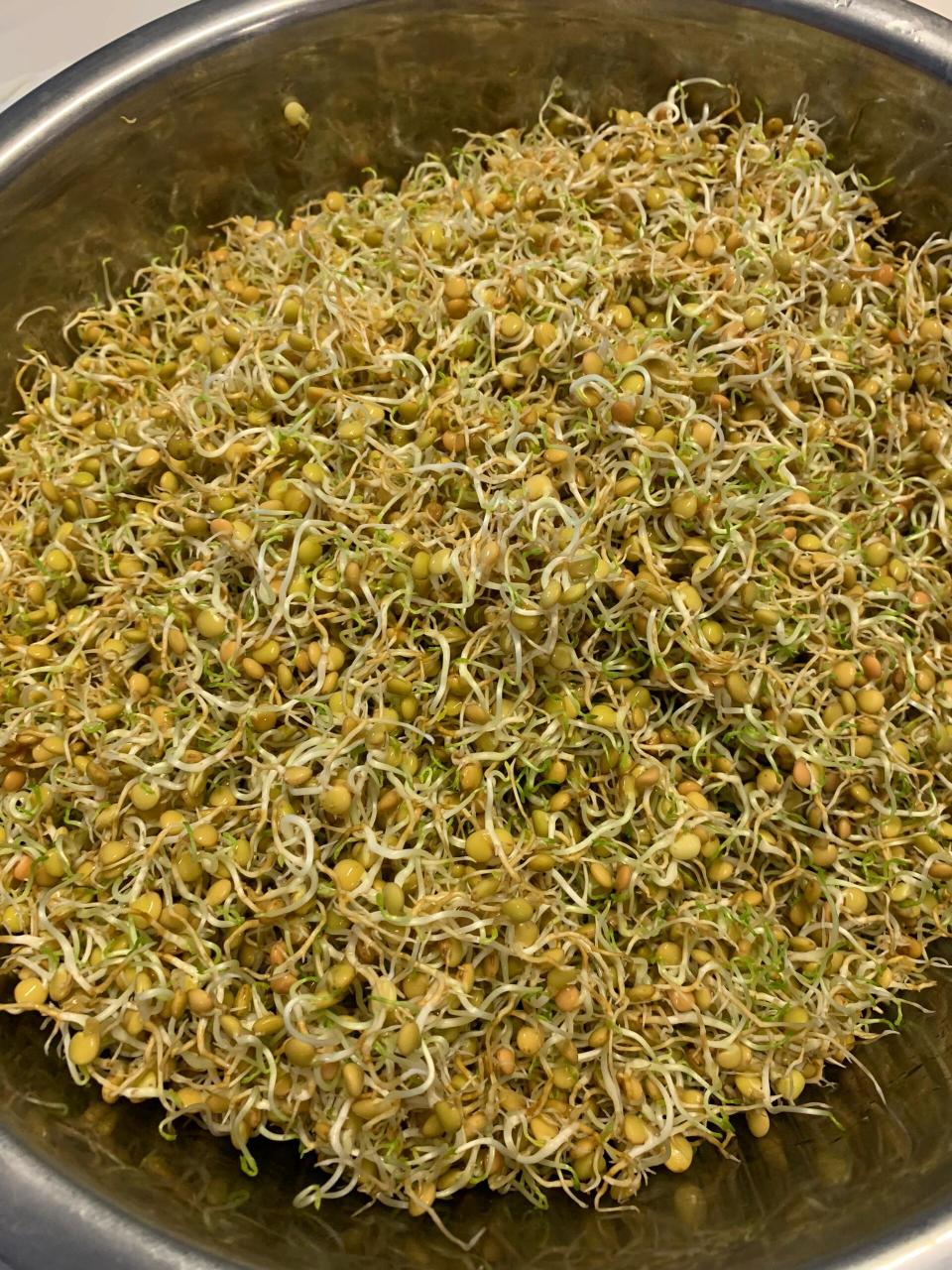 我的扁豆芽今晚可以吃了 	 炒鸡简单 买来生得扁豆芽 洗干净 用