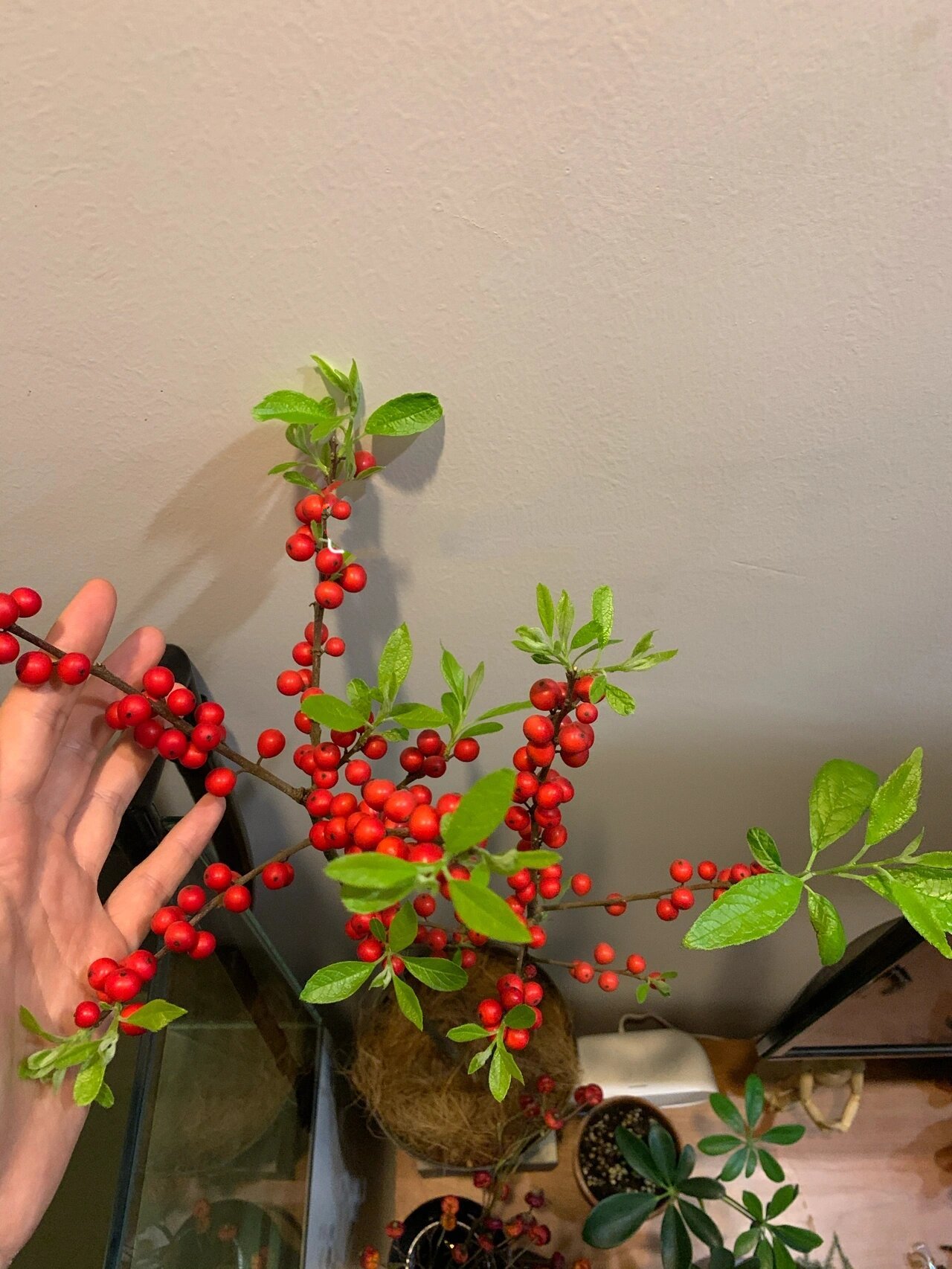 北美冬青这货长新叶的速度真是绝,稍不留神就这么多了.