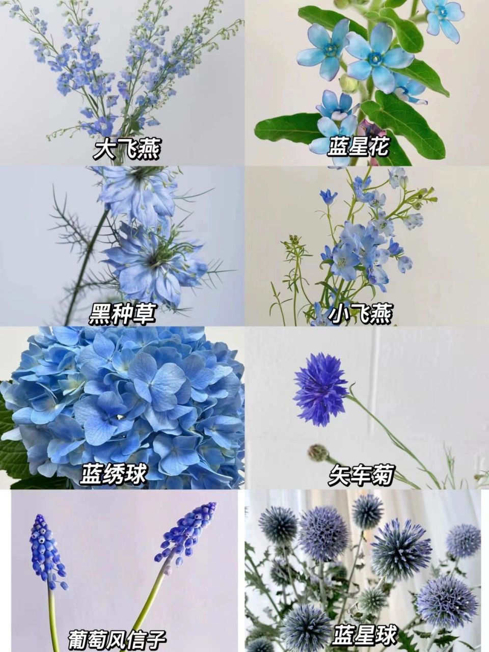 识花系列|蓝色系花材(自然生长的蓝色)   9898蓝绣球 花语:可爱