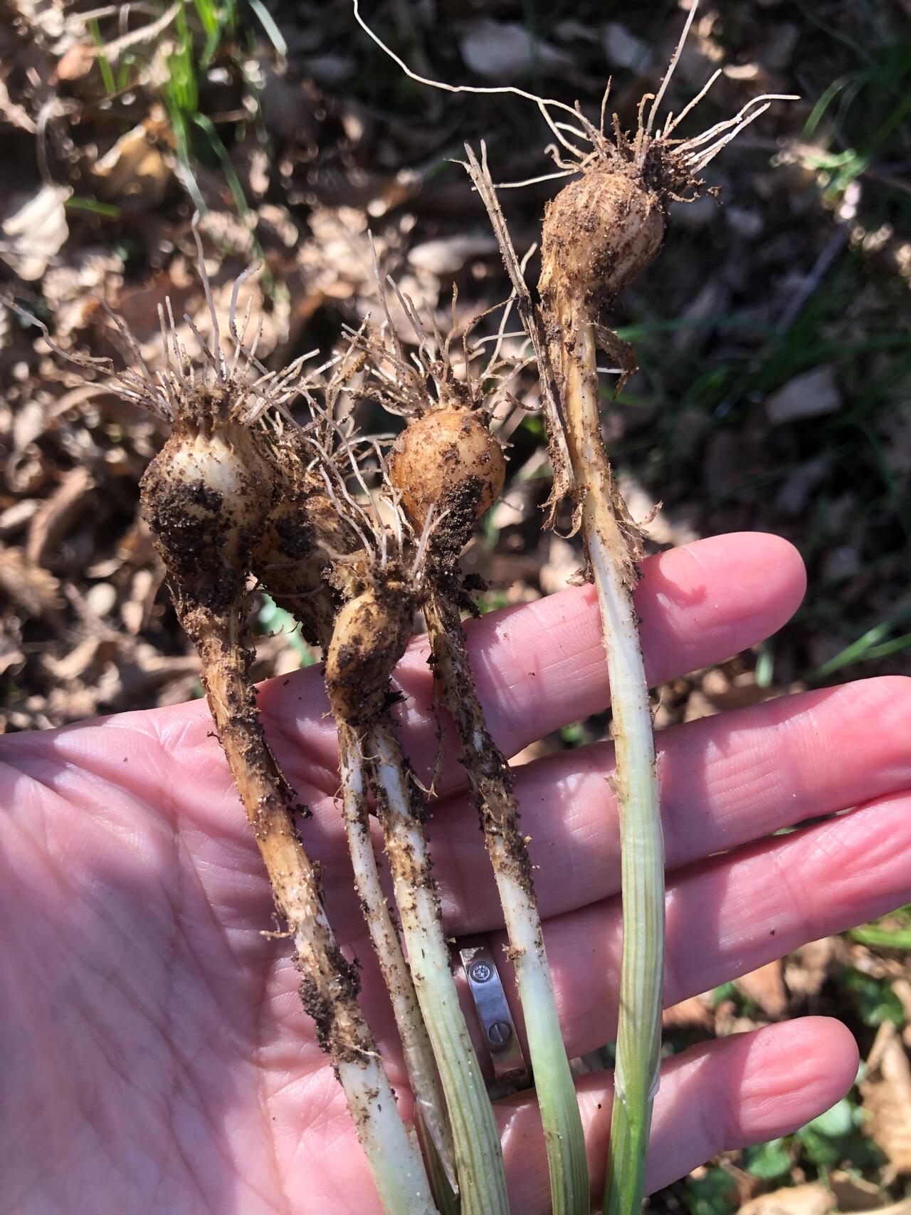 野葱?野蒜?野韭菜?