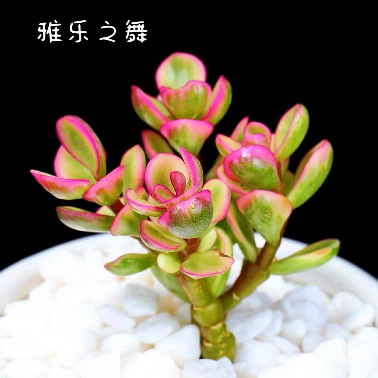 多肉|雅乐之舞|马齿苋科 雅乐之舞又名花叶银公孙树,为马齿苋科马齿苋