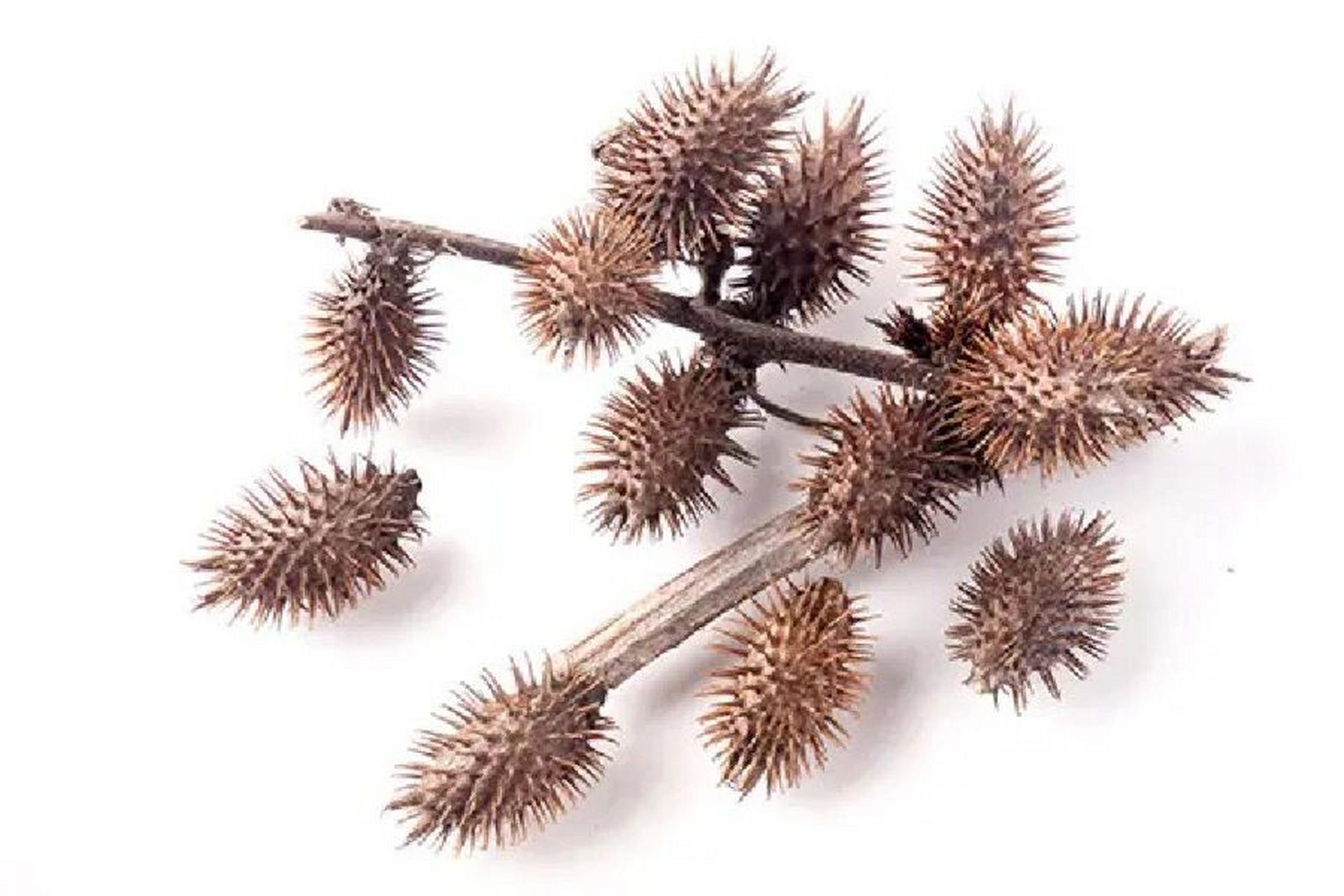 我们日常所称呼的苍耳是菊科苍耳属xanthium植物的统称.
