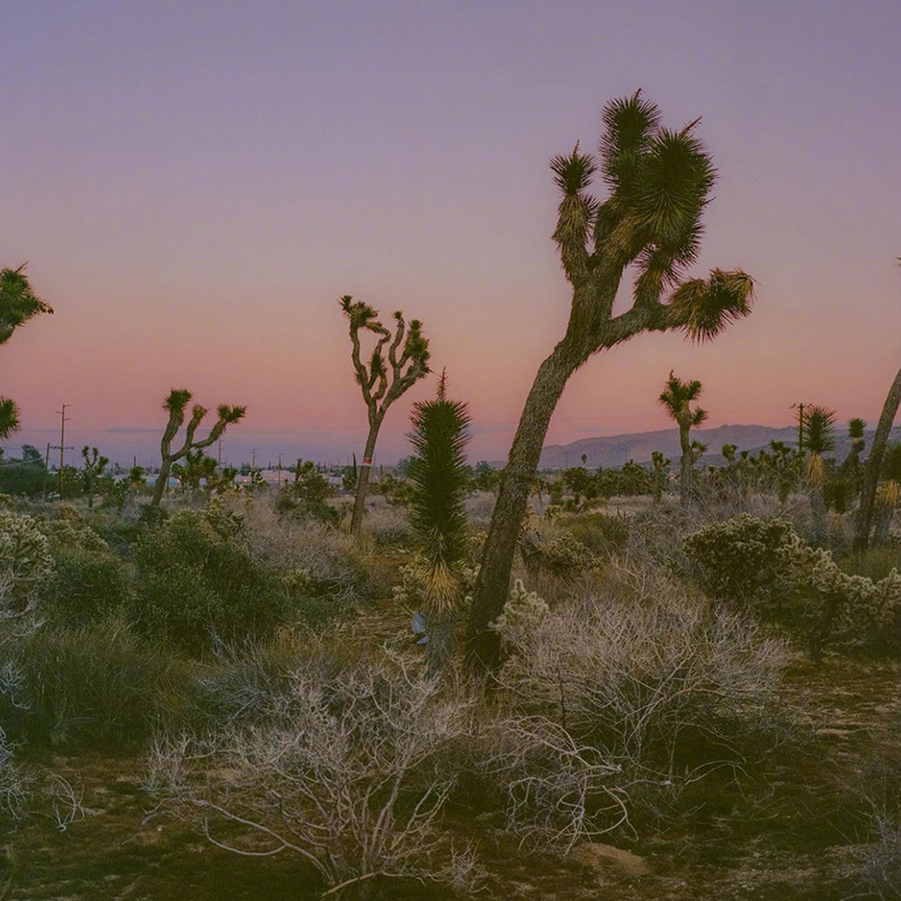 欢迎来到约书亚树国家公园#不止旅行# #旅行摄影#   (via.ins.