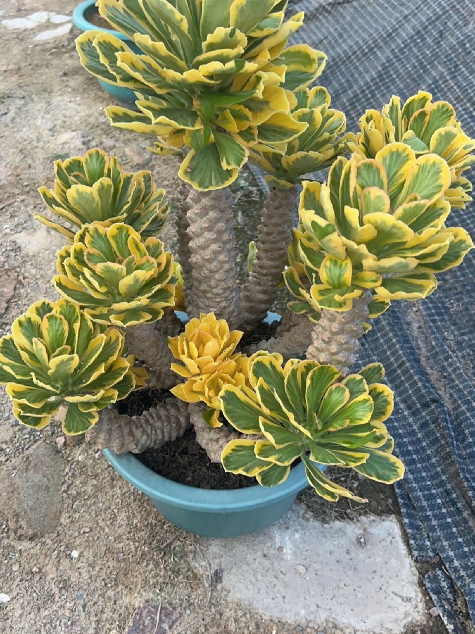 【基地直拍】扇贝麒麟锦98麒麟镇宅的瑞兽 非常适合放在家里的一款