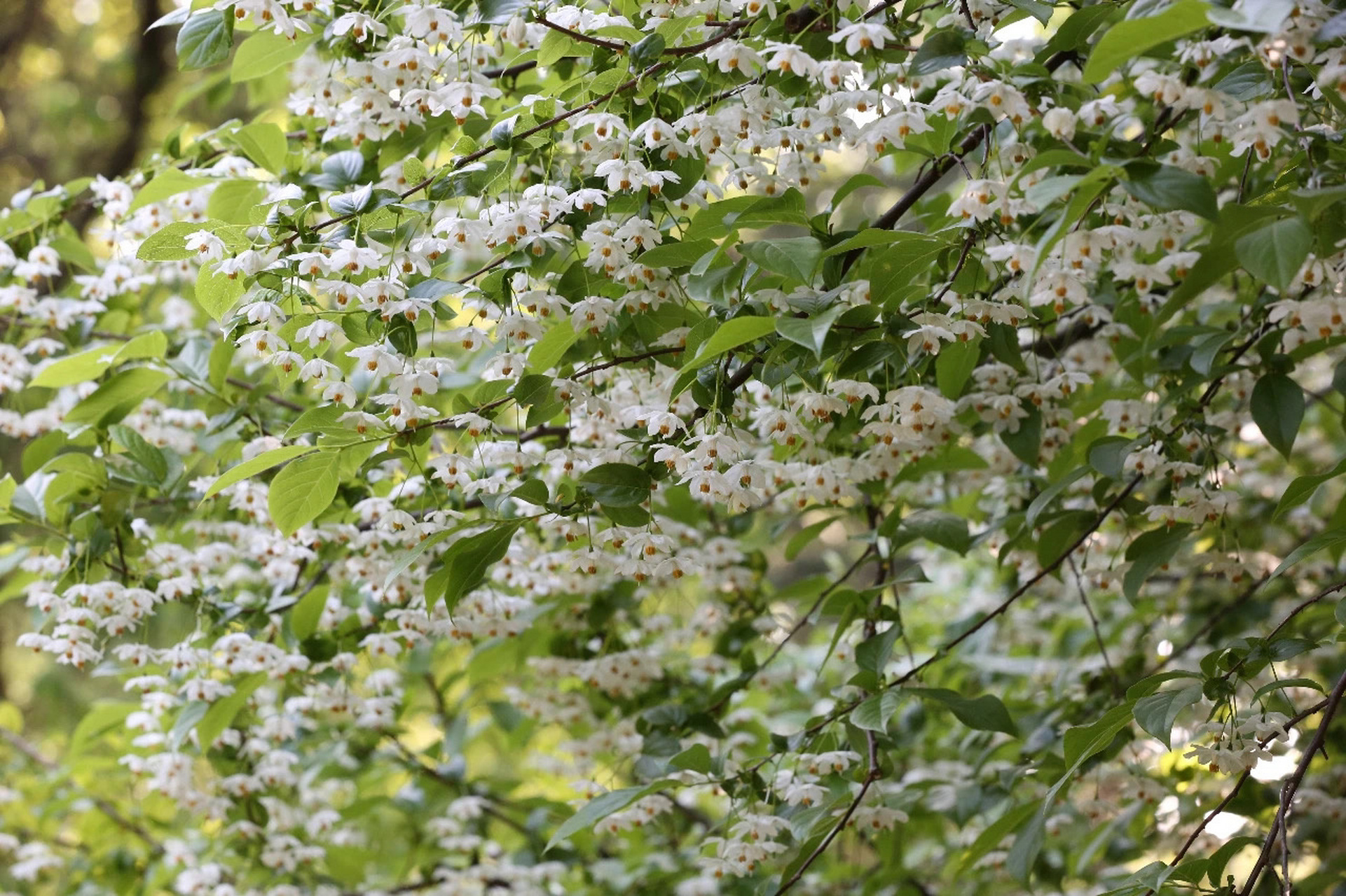 秤锤花:名字很土,其实很仙 秤锤花就是秤锤树开的花,秤锤树又叫秤砣树