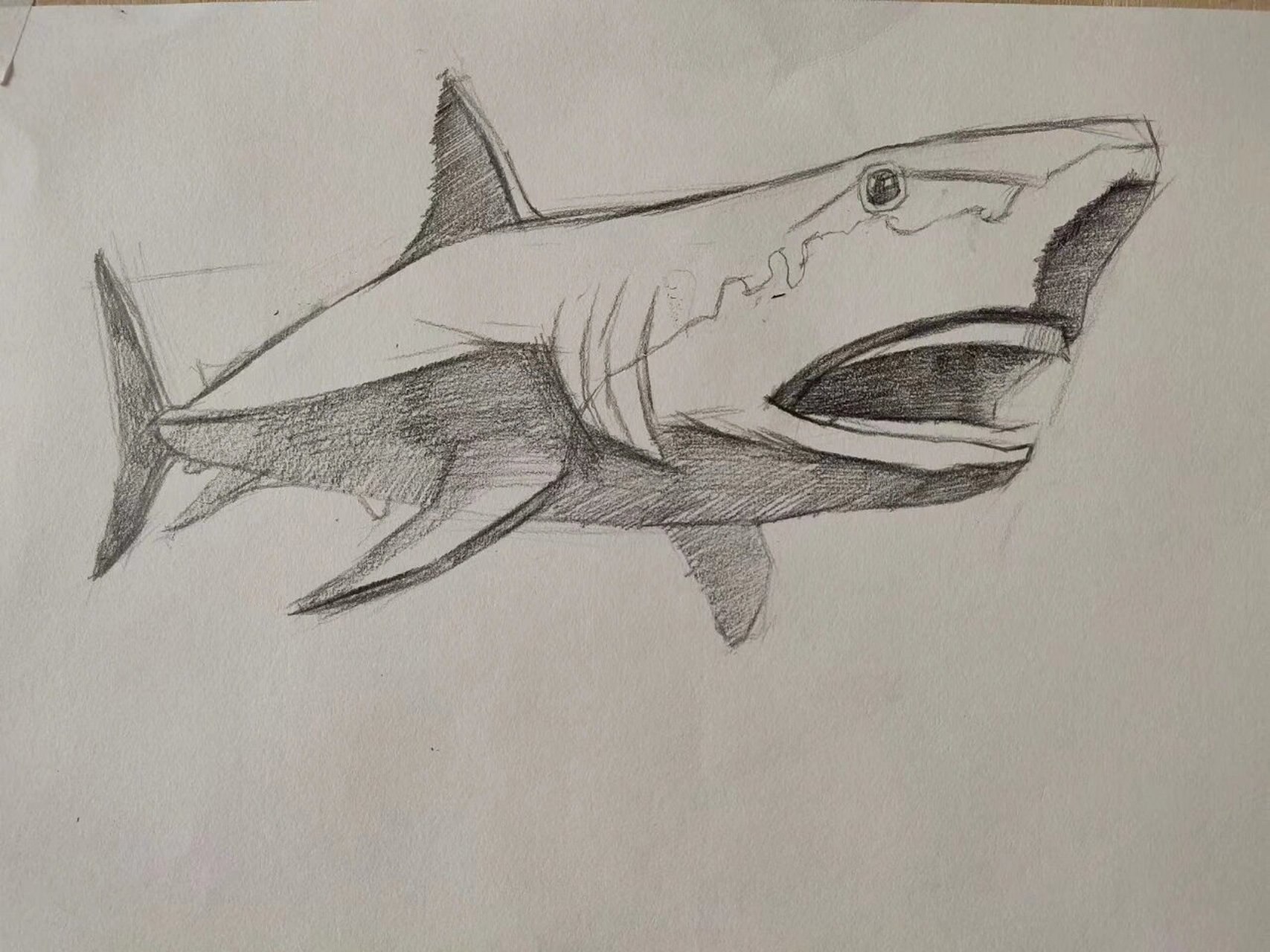 《鲨鱼95》的素描表现