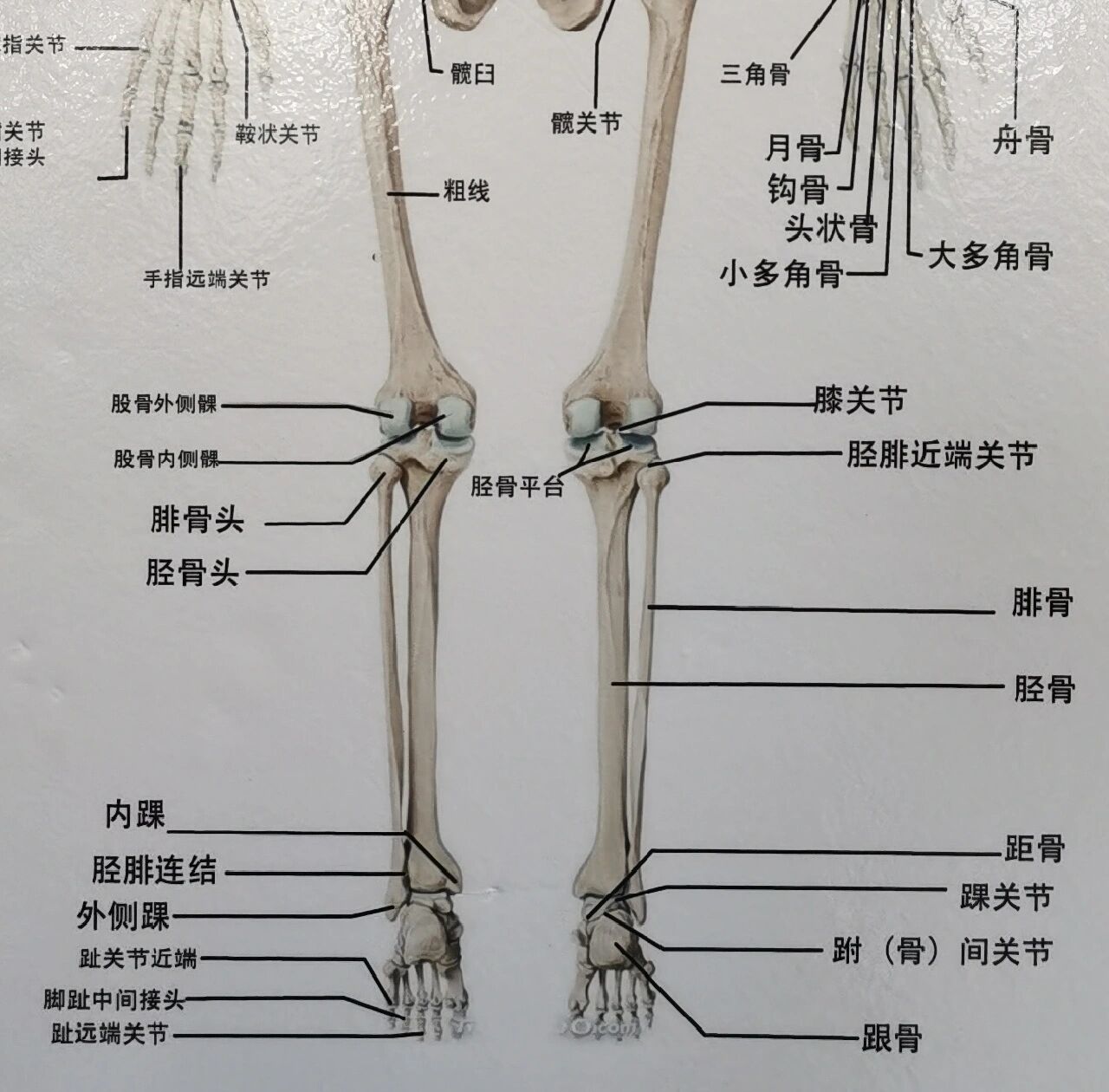 大腿骨正常图片图片