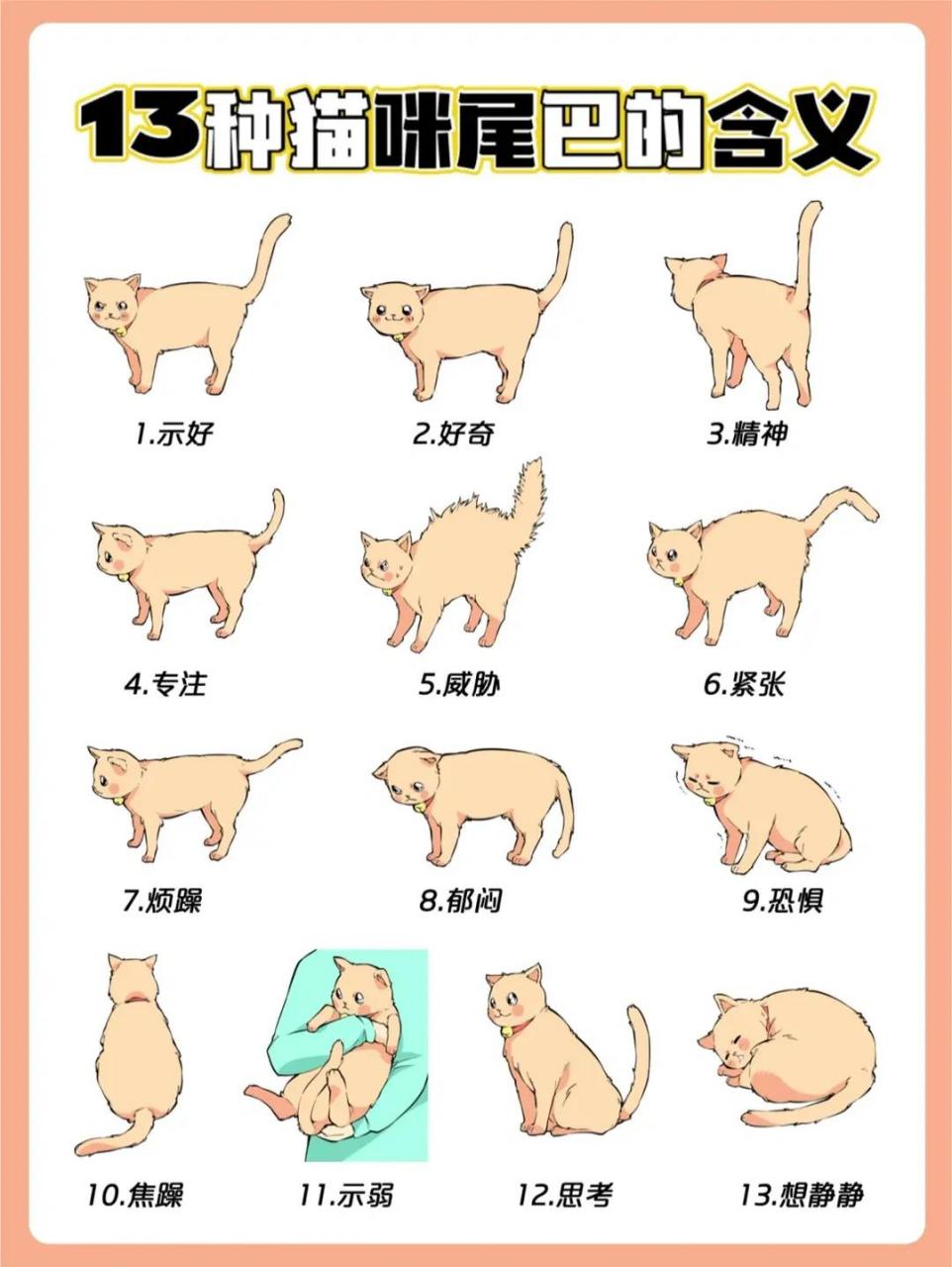猫咪尾巴的含义,铲屎官们快来学习猫语啦