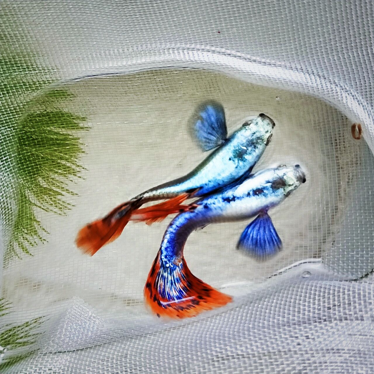 大耳朵孔雀鱼    大耳孔雀鱼无穷魅力—— 对味东方审美的颜色搭配