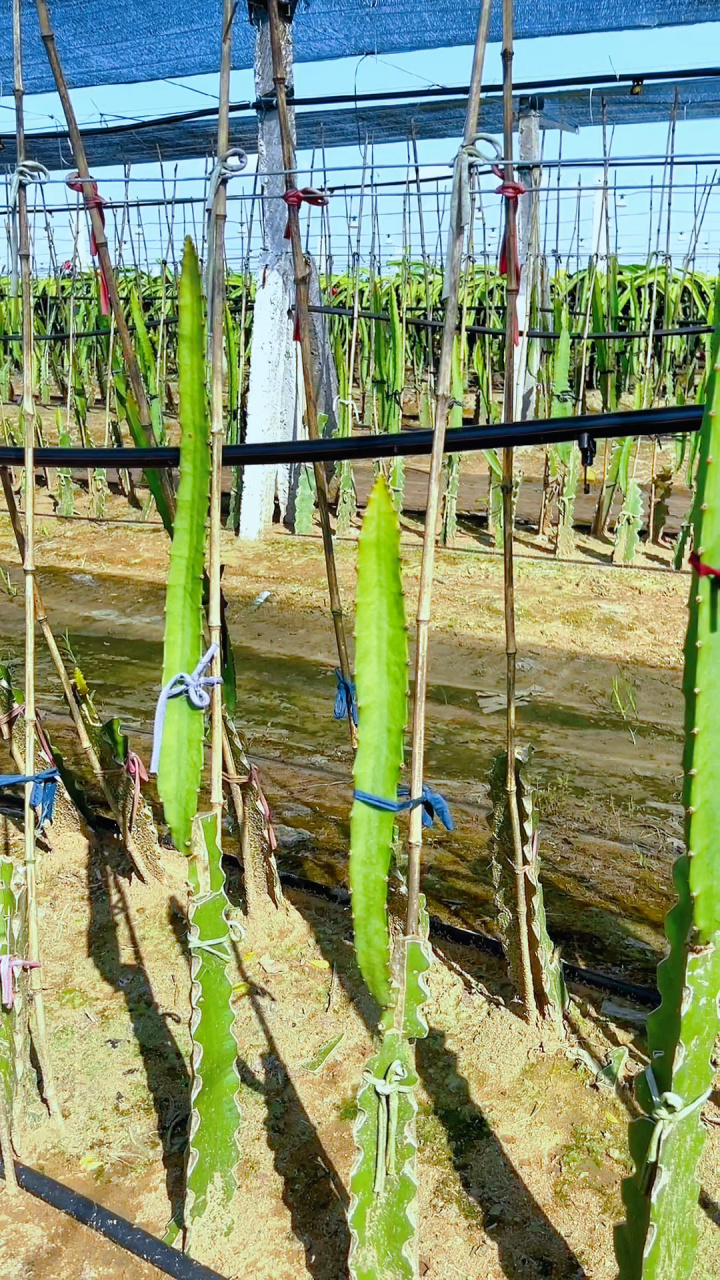 种植2个半月燕窝火龙果苗 长势可以就是枝条不够粗壮.