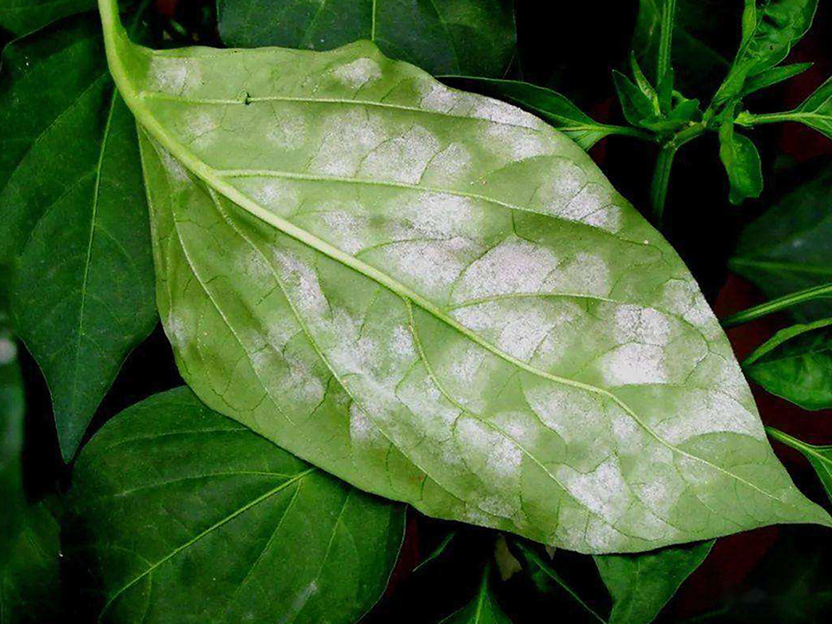 四种辣椒病害及防治措施分享 1,病毒病 病毒性病是一种比较普遍的病害