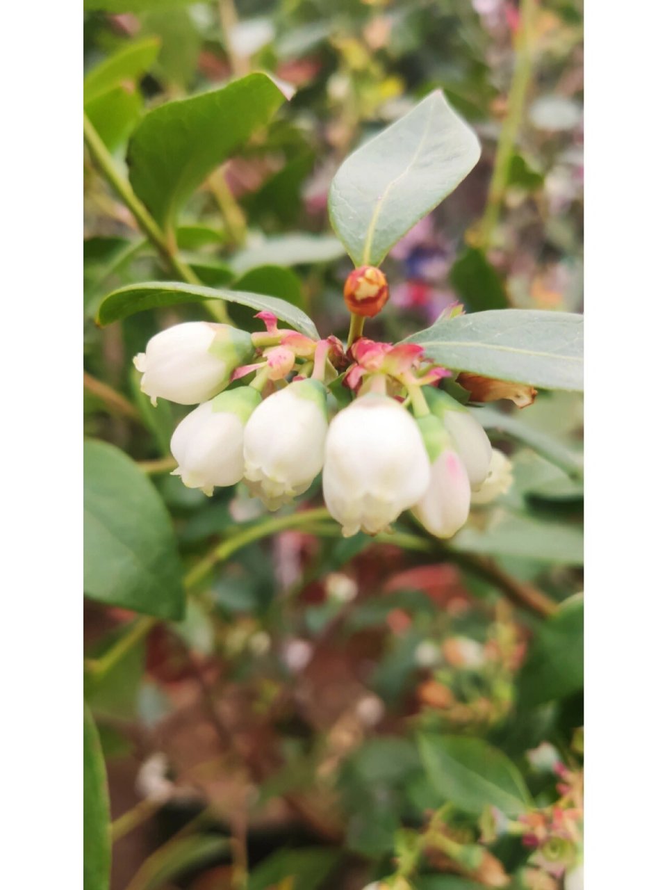 高丛越橘 学名:高丛越橘,杜鹃花科,越橘属. 江湖人称:蓝莓.