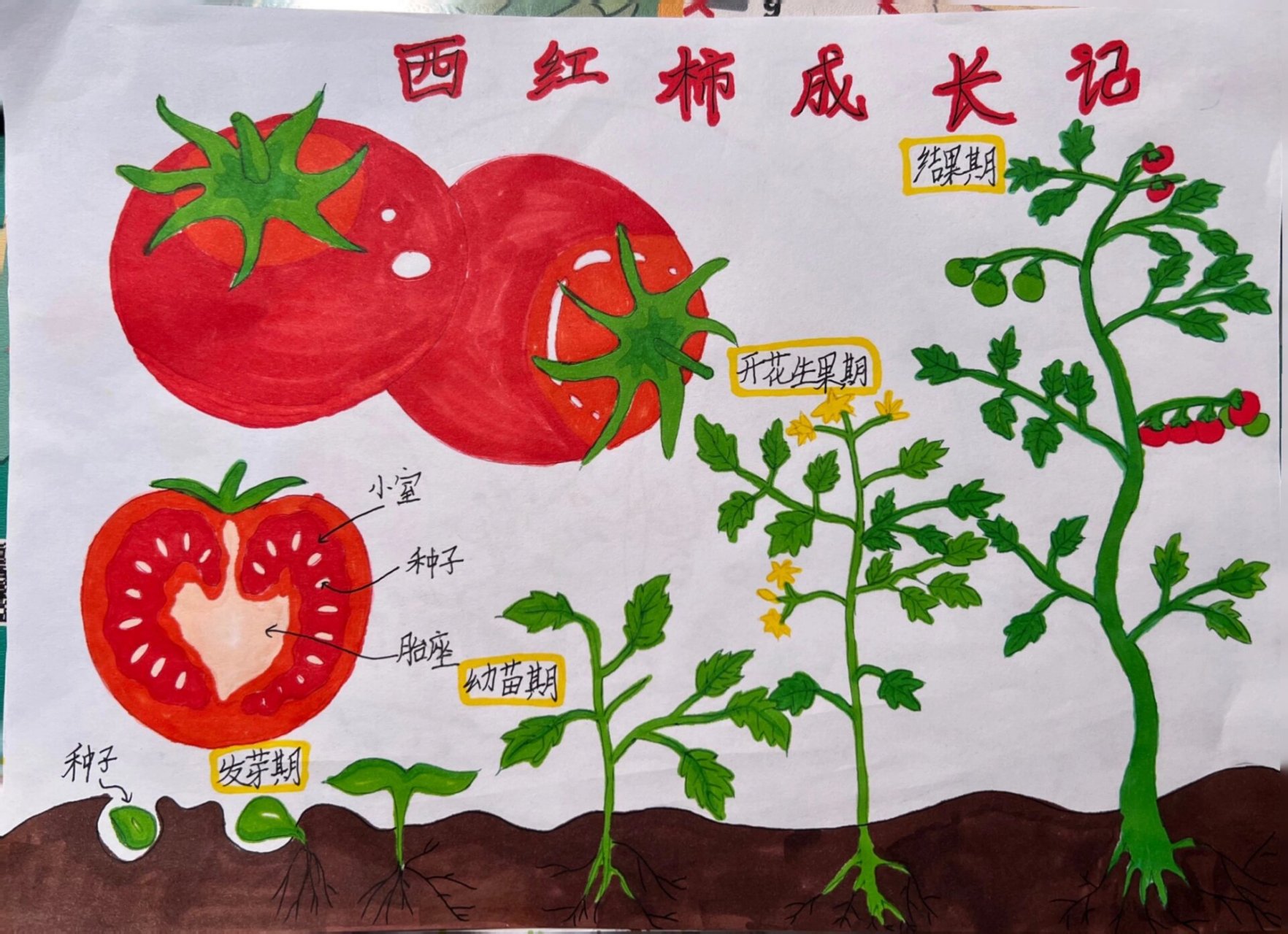 植物生长手抄报