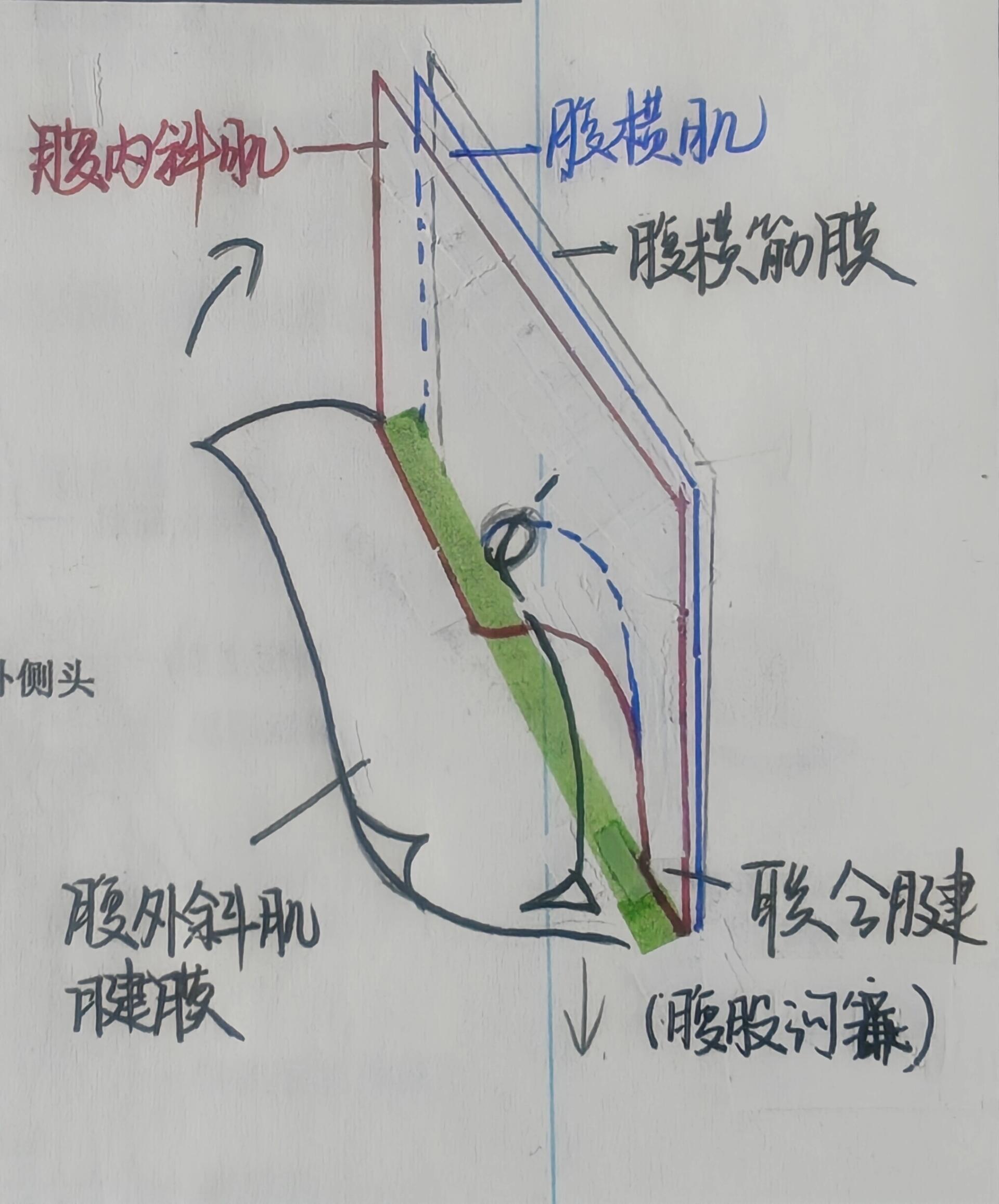 位置:腹股沟韧带内侧半上方,由外上斜向内下方,长约45cm 2