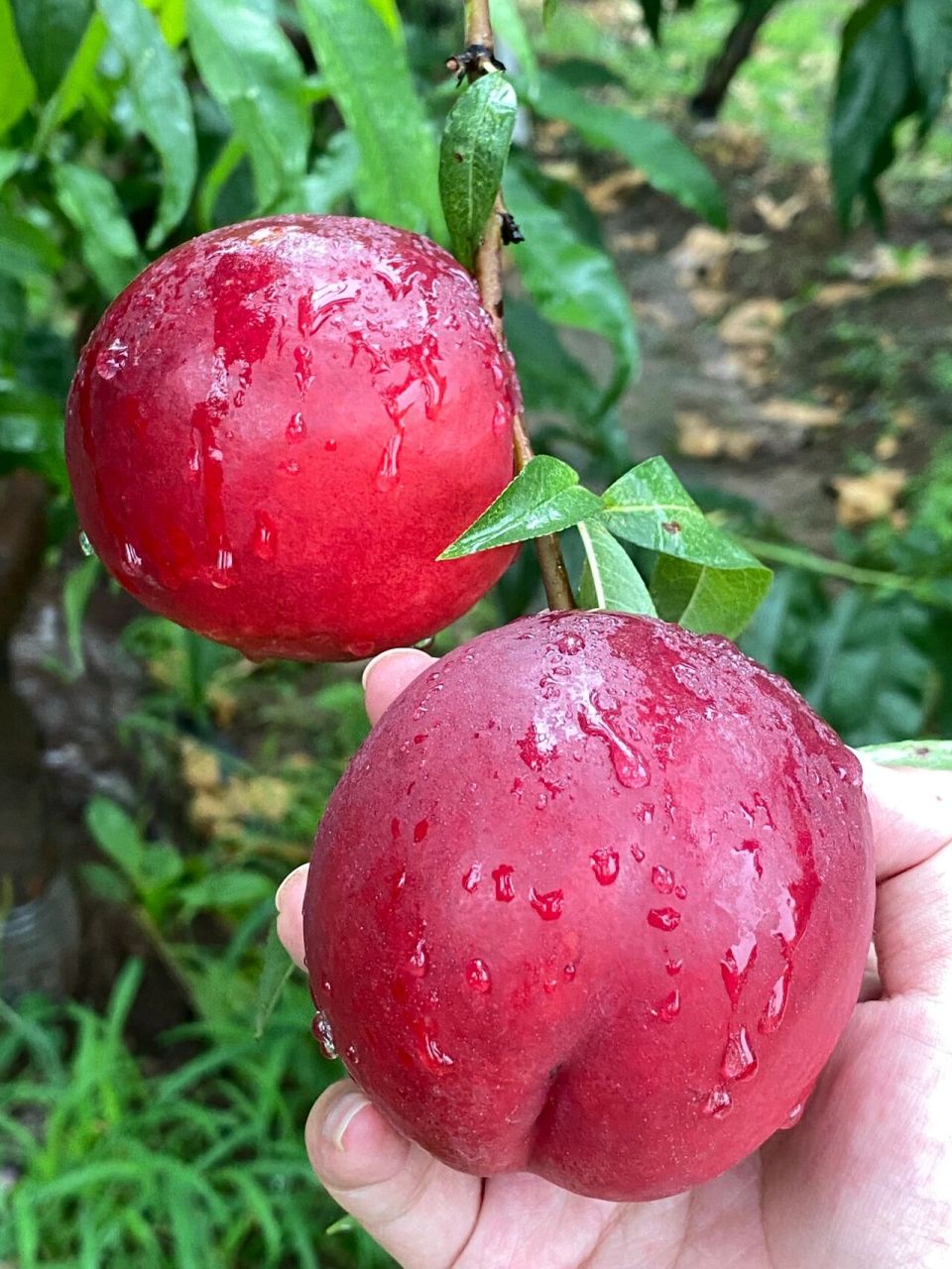 平谷大桃采摘攻略 📍:导航目的地1⃣️后西路2⃣️平关路3