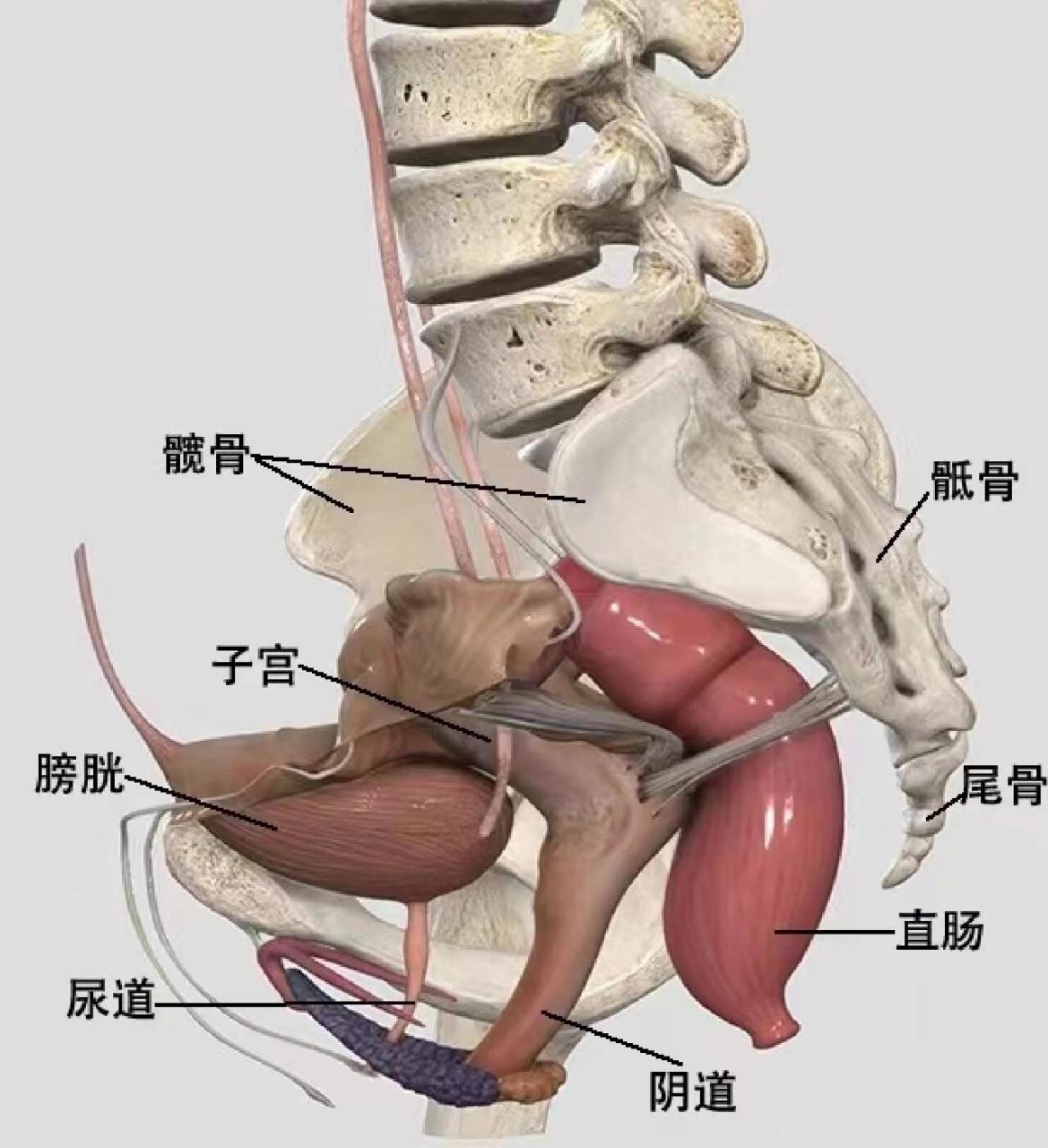 耻骨和尾骨的位置图图片