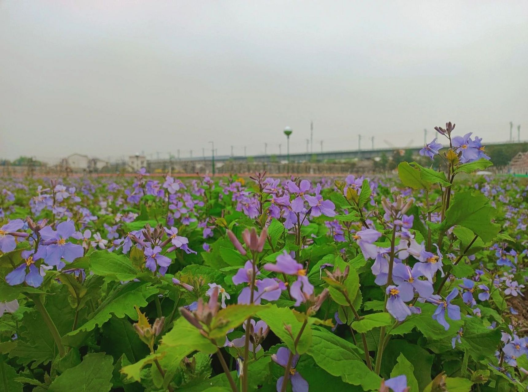 常德‖枫林花海 93路线:3月19号去的枫林花海,那天天气不是很好
