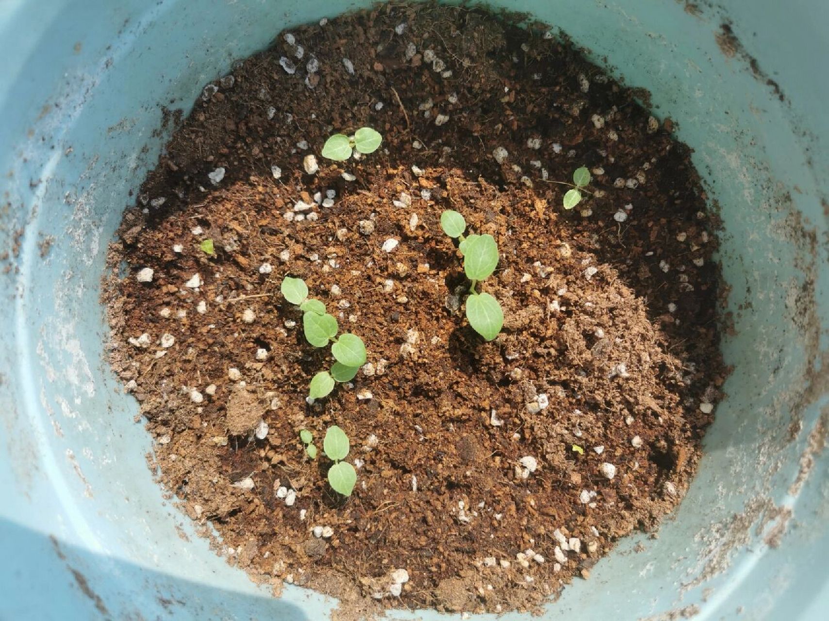 复古蜀葵发芽了 8月伽师出差在路边摘回来的种子,种下没几天发芽了