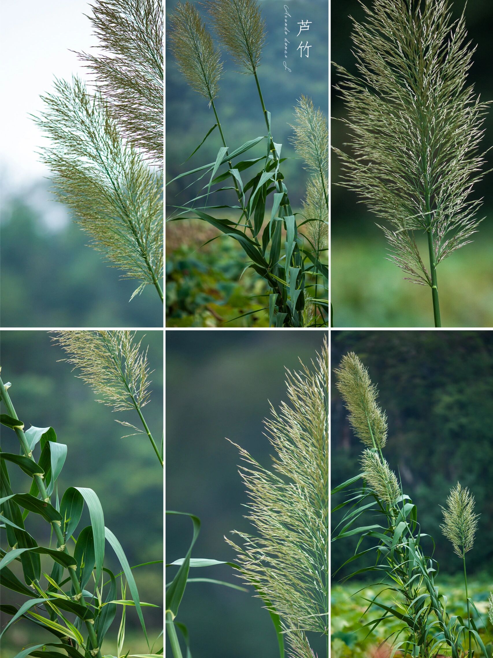 图片芦竹图片改良芦竹山芦竹图片苇竹图片大芦竹石芦芦子相似的图片