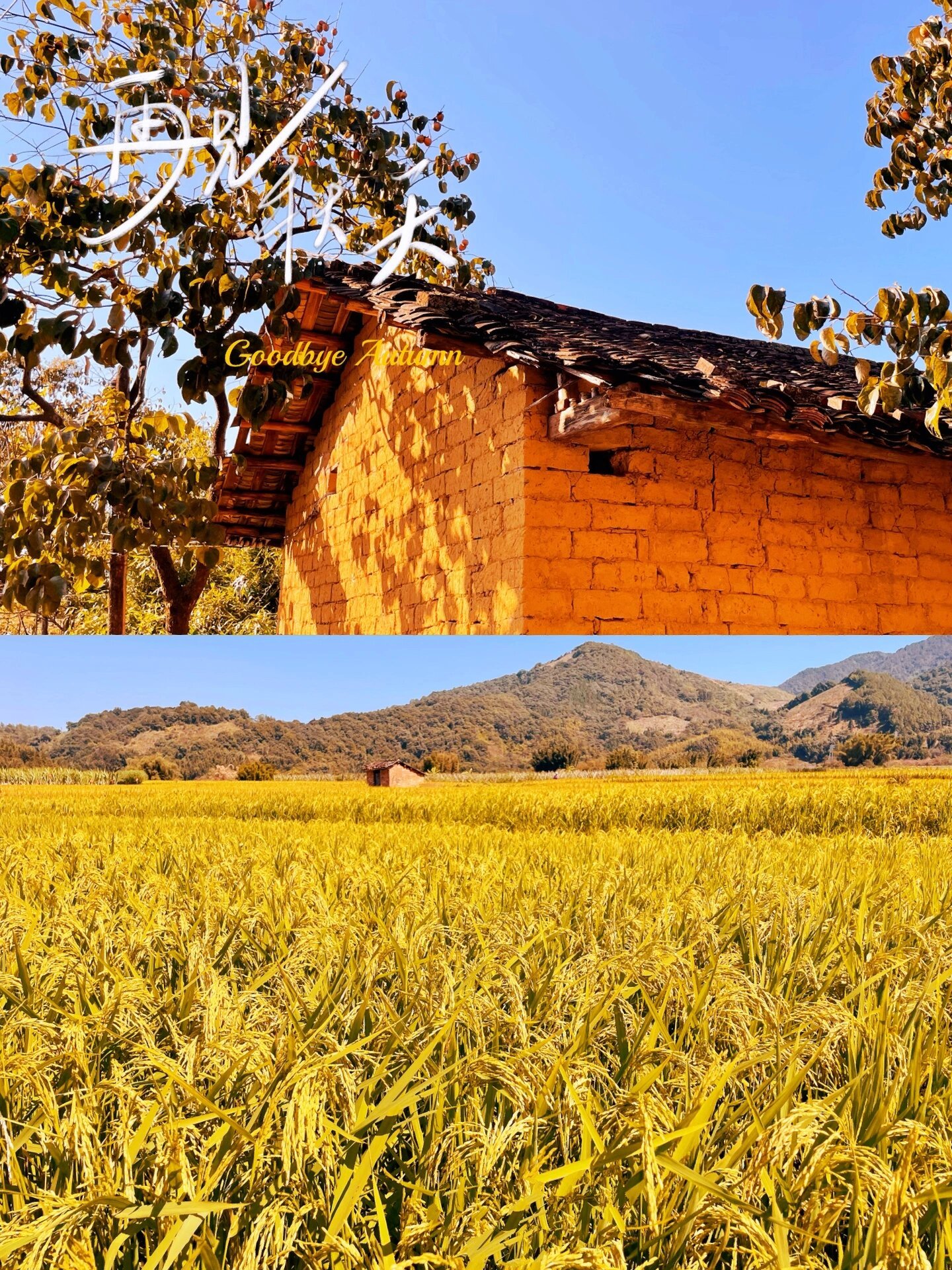 广州最美梯田 吕田镇小龙脊梯田和秋天告别