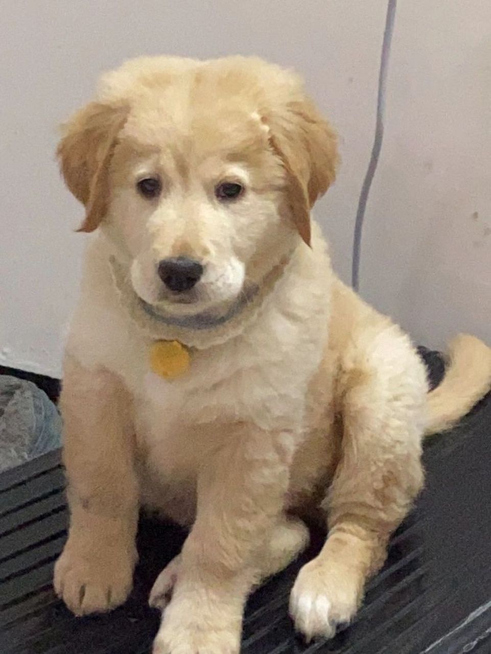 有没有姐妹养了金毛跟拉布拉多的串串能给我看看呀?我迫不及待想知道