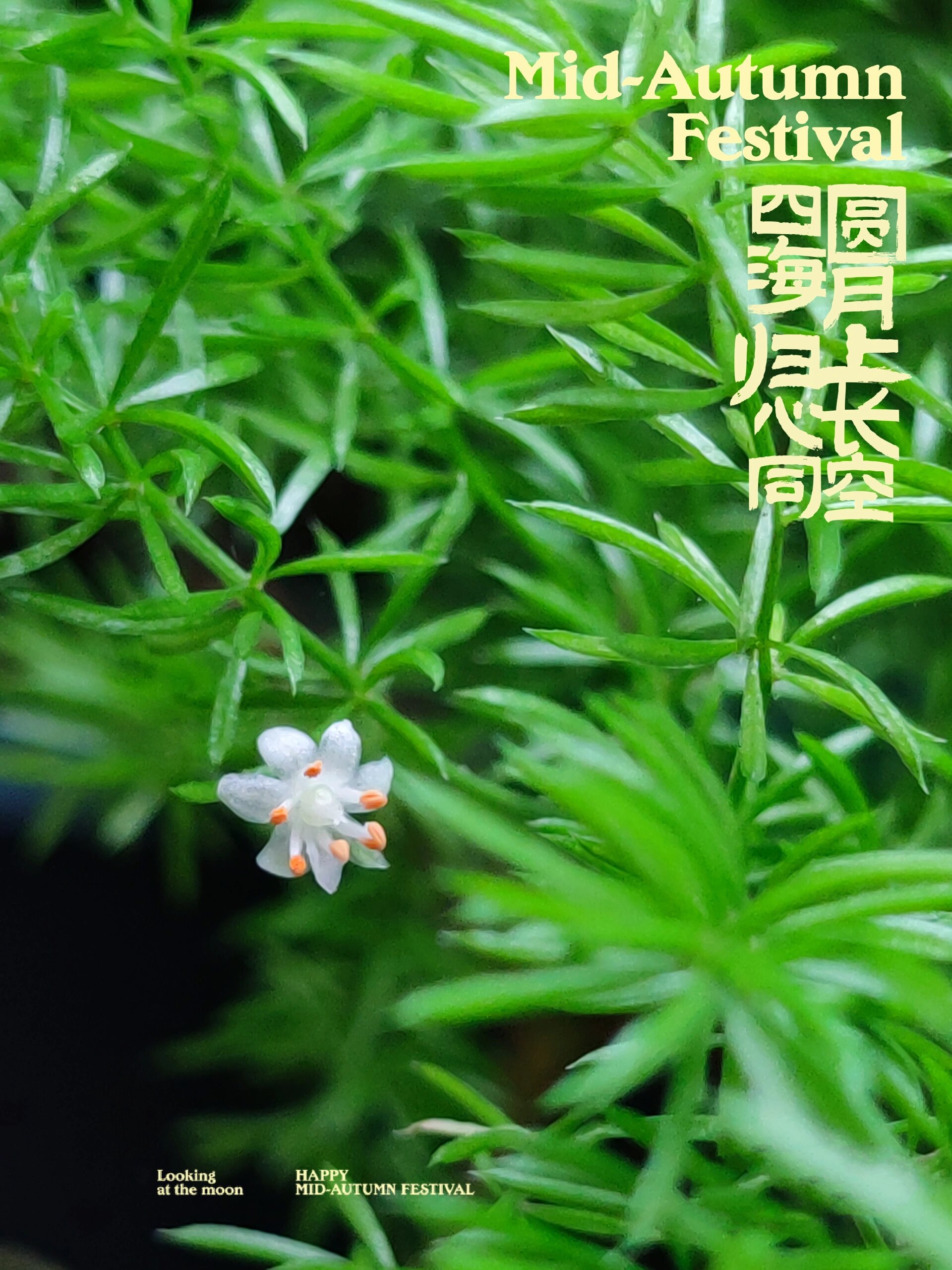 天门冬居然开花了
