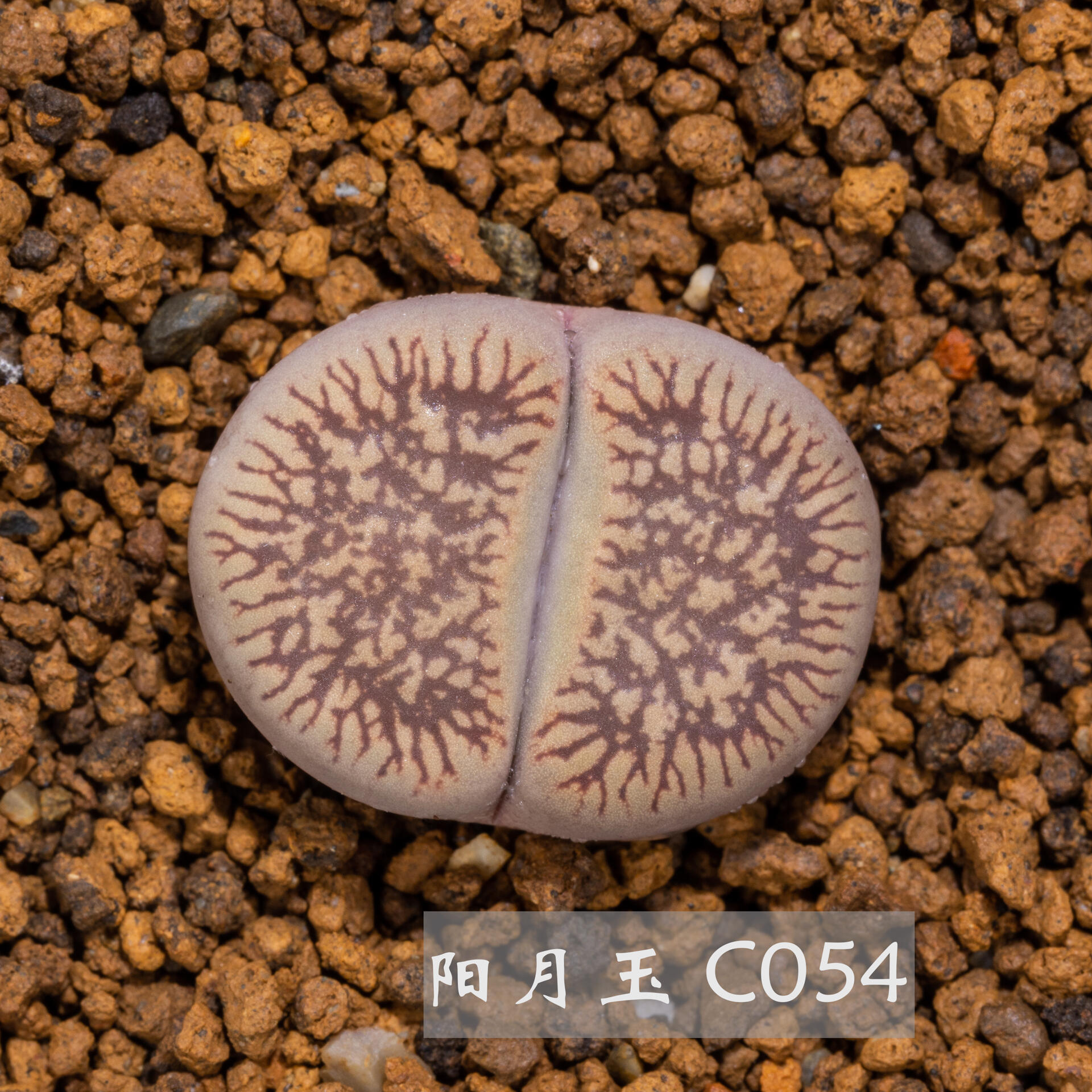 生石花中的小太阳——日轮玉 自古以来人们对太阳又敬畏又崇拜,向往