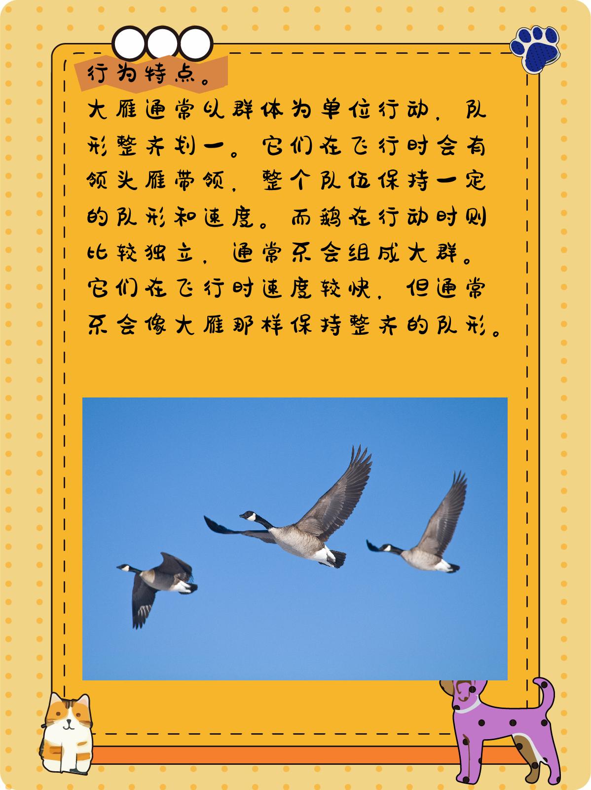 大雁通常以群体为单位行动,而鹅在行动时则比较独立,通常不会组成