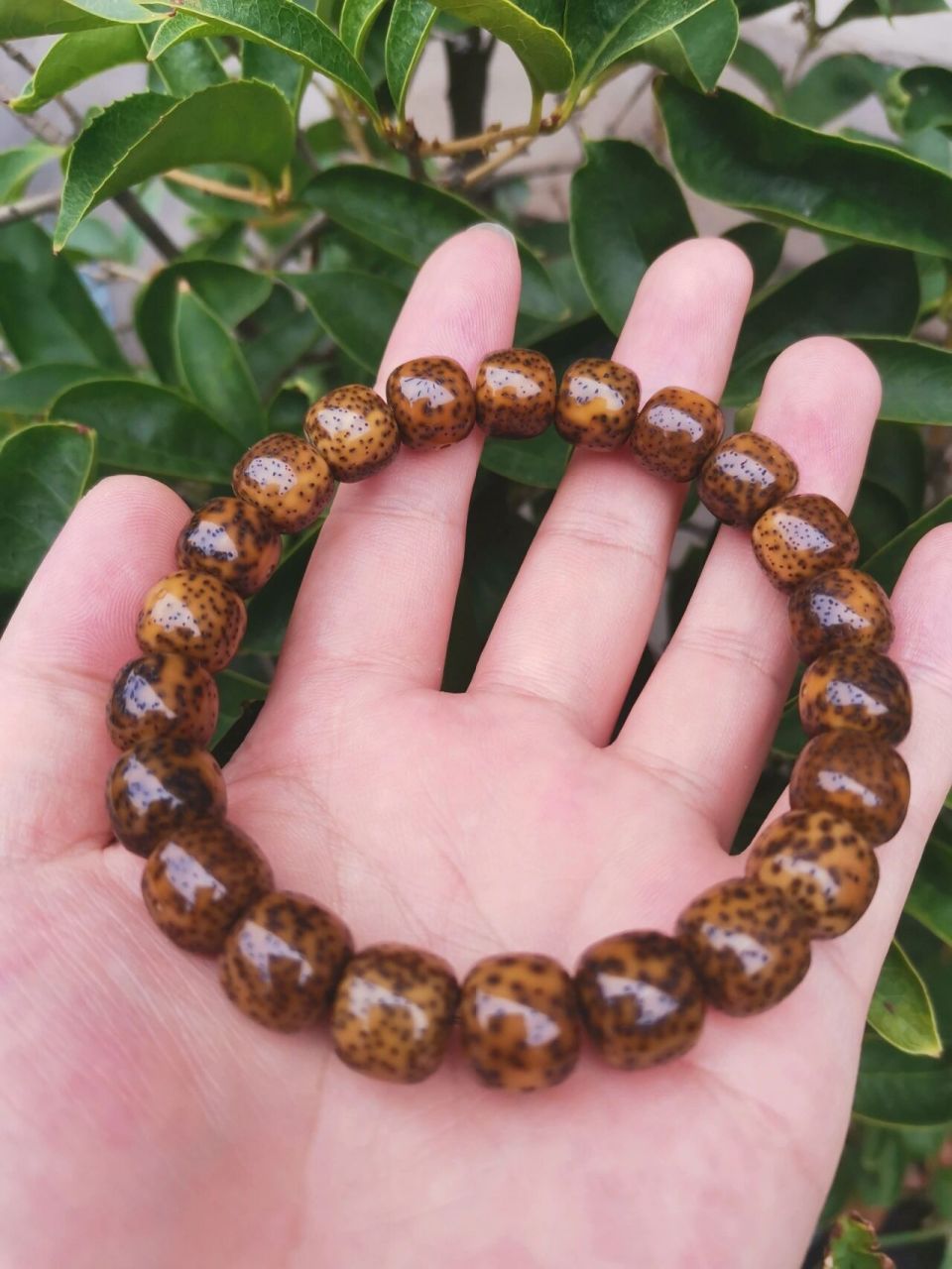 帝王绿星月菩提一年效果,走色正常吗?