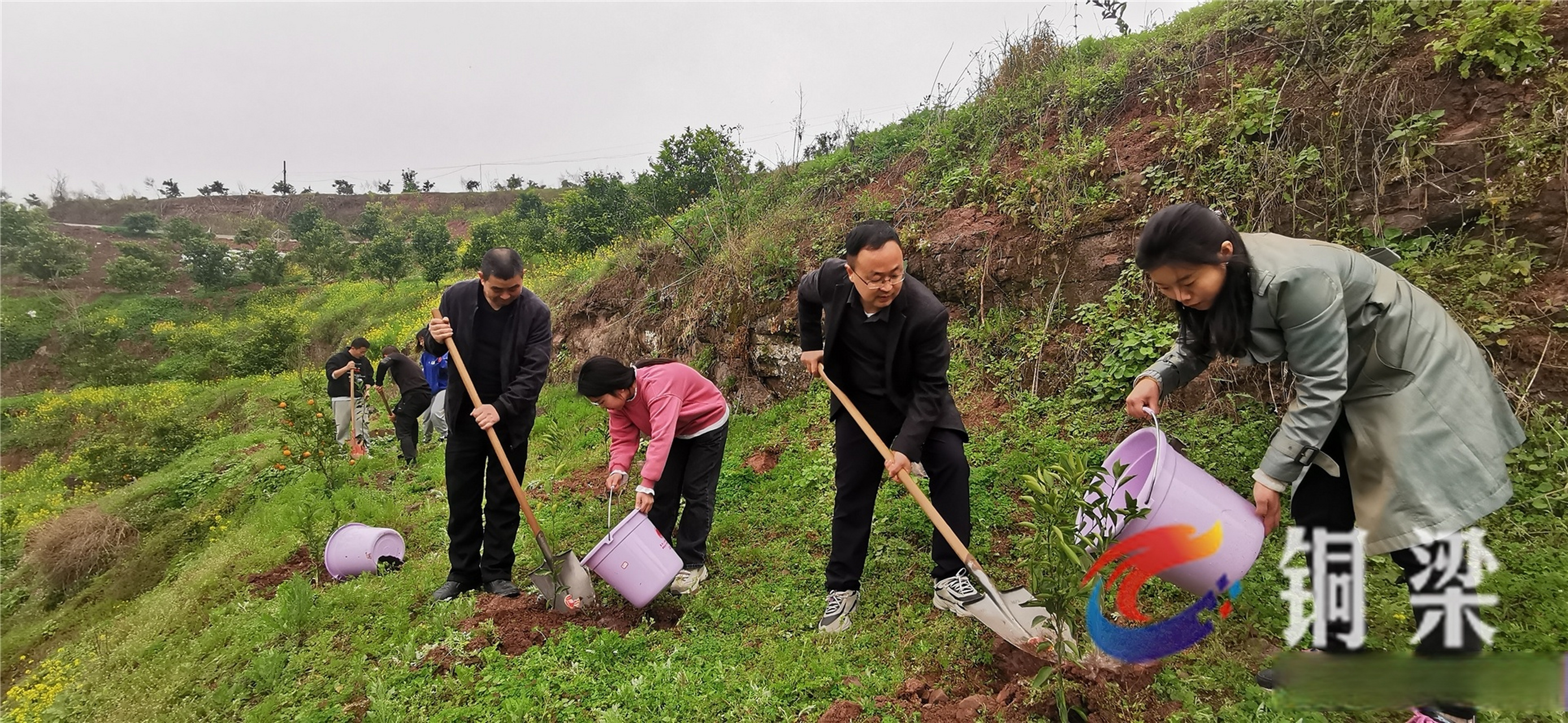桔子树苗批发市场地址