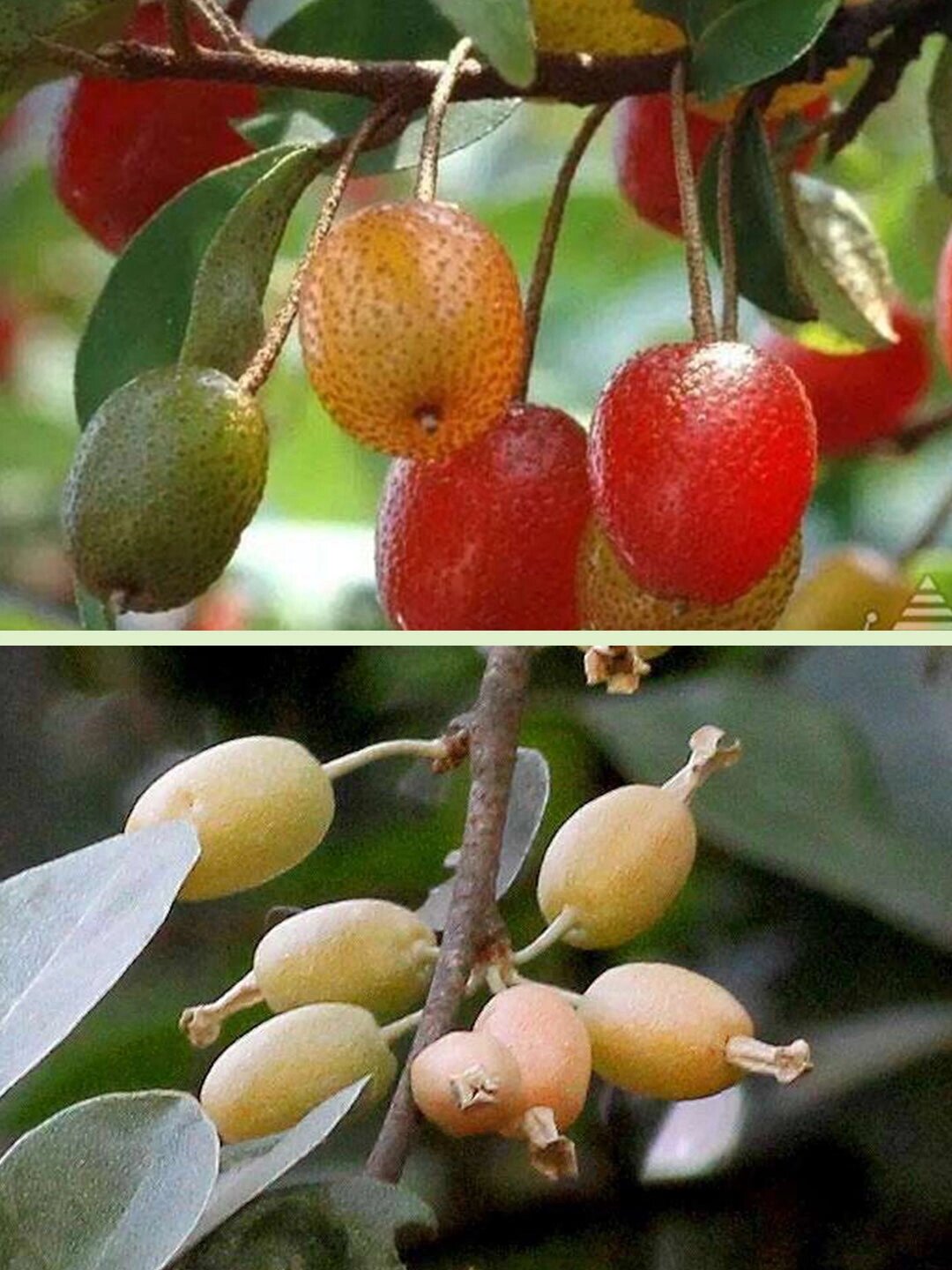 野果001 | 羊奶果,vb2含量不愧是野果之王